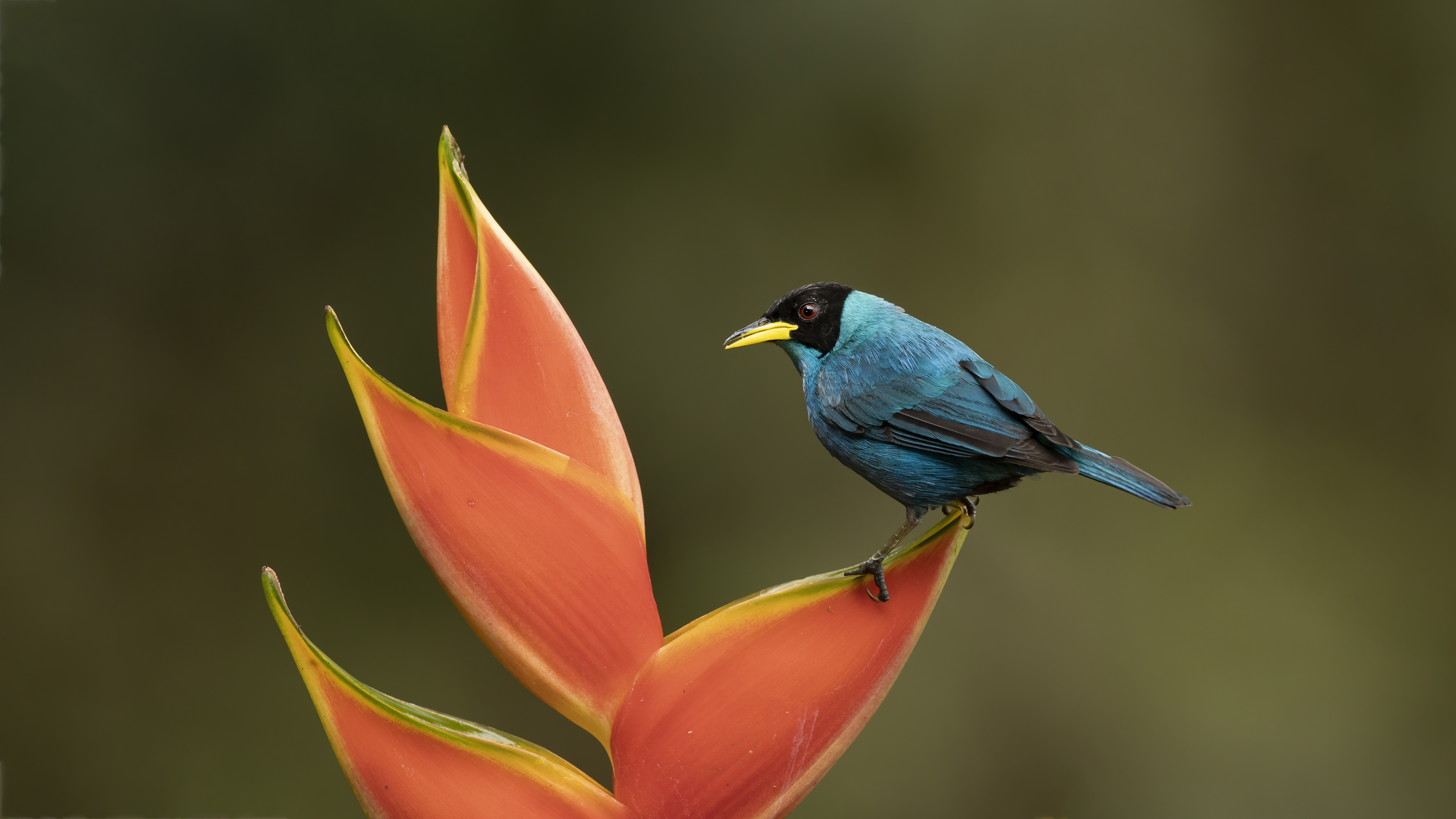 Green Honeycreeper