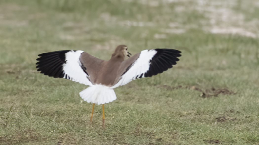 White-tailed Lapwing