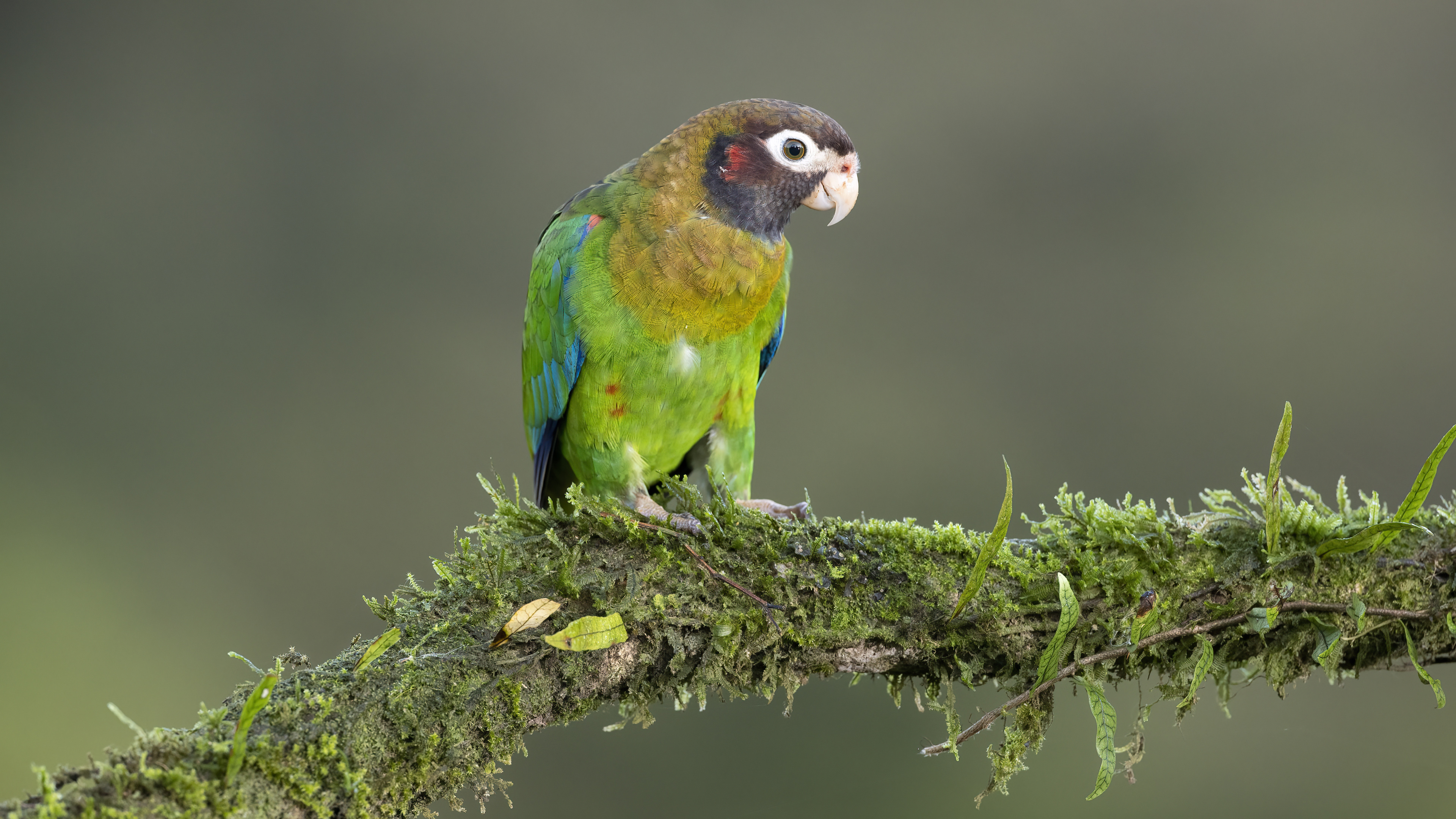 Brown-hooded Parrot
