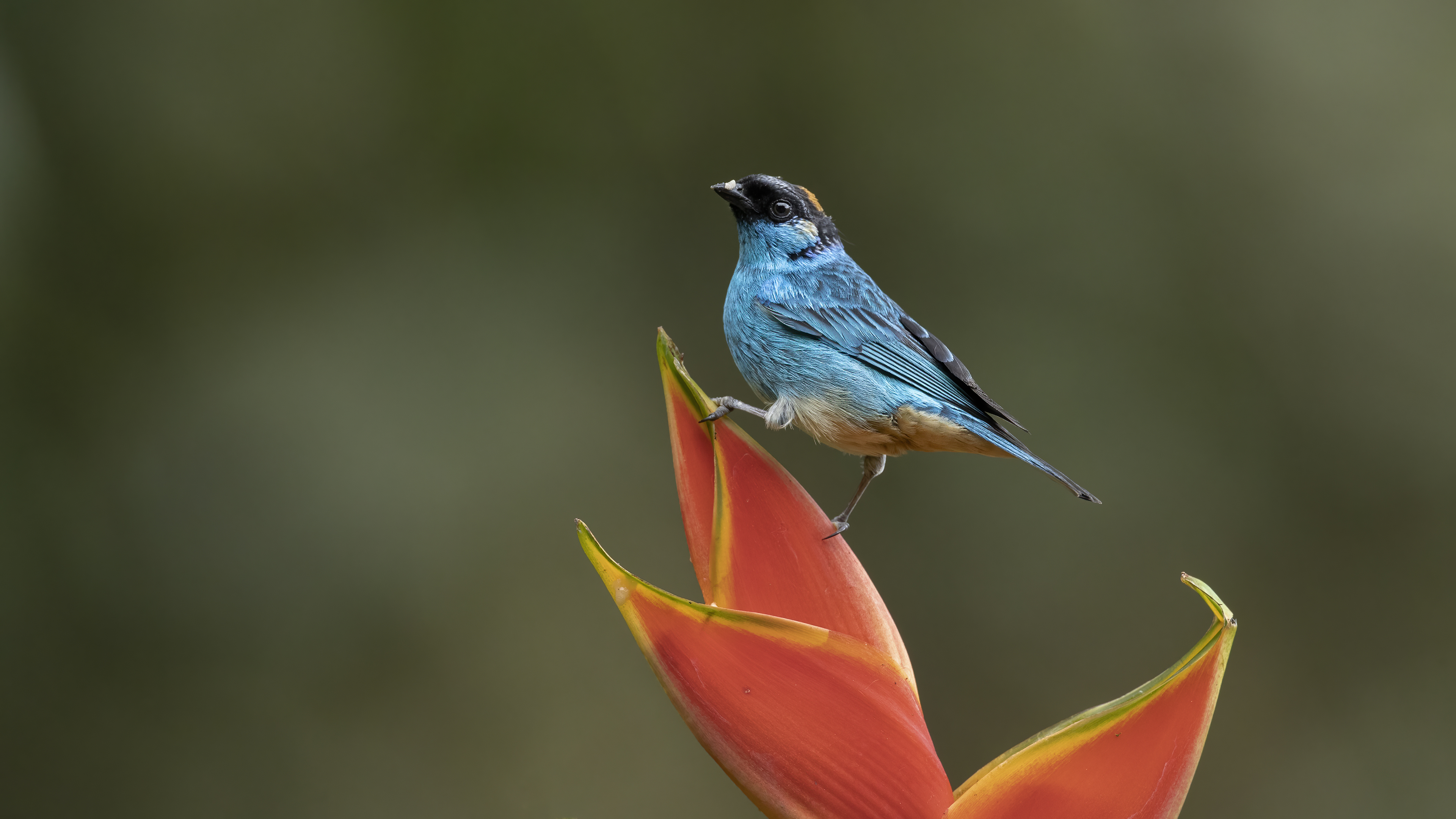 Golden-naped Tanager