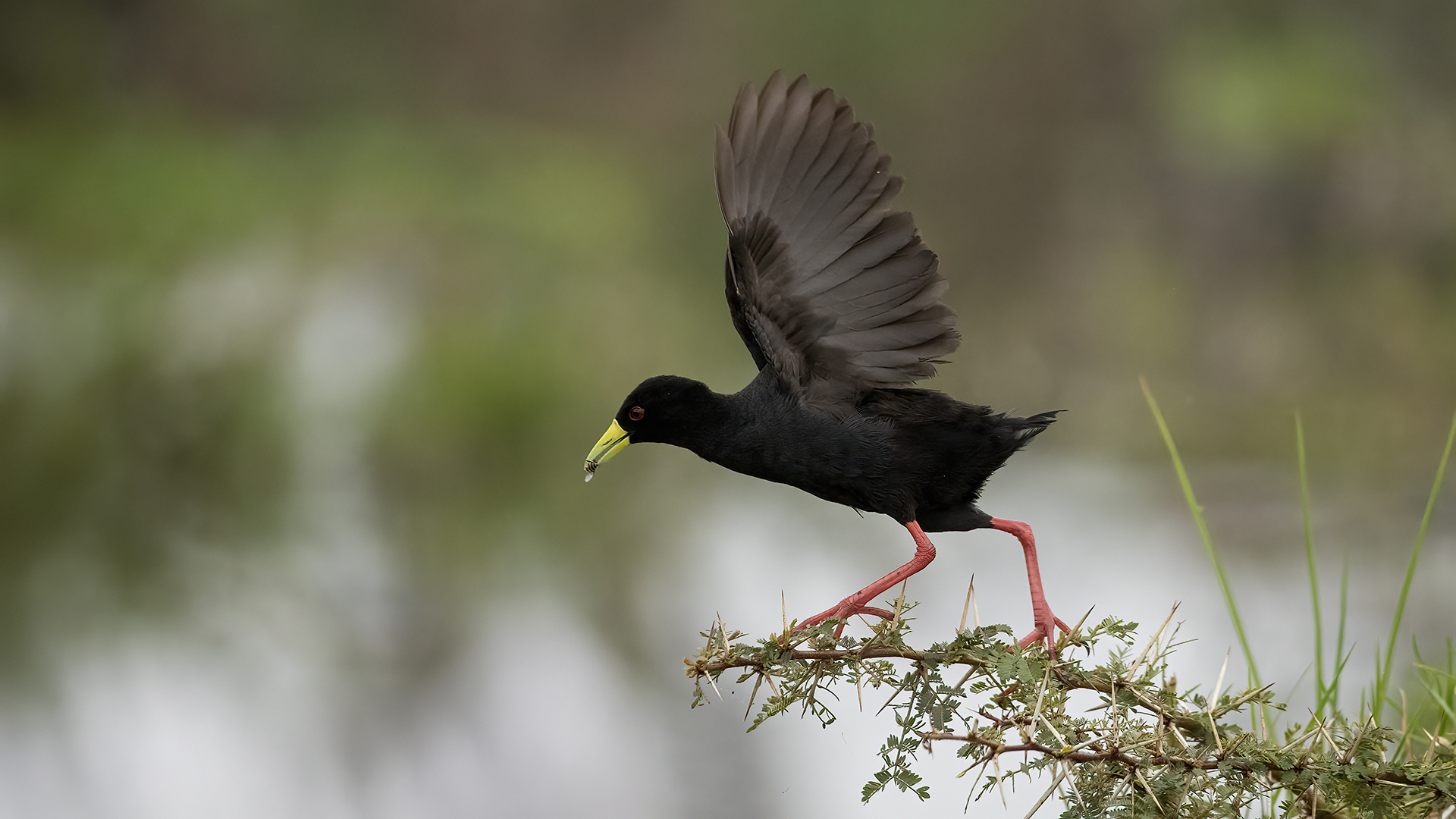 Black Crake