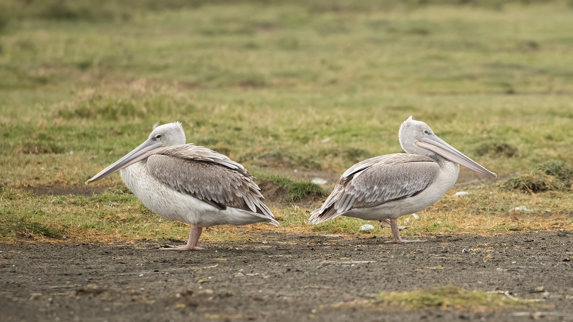 Pink-backed Pelican