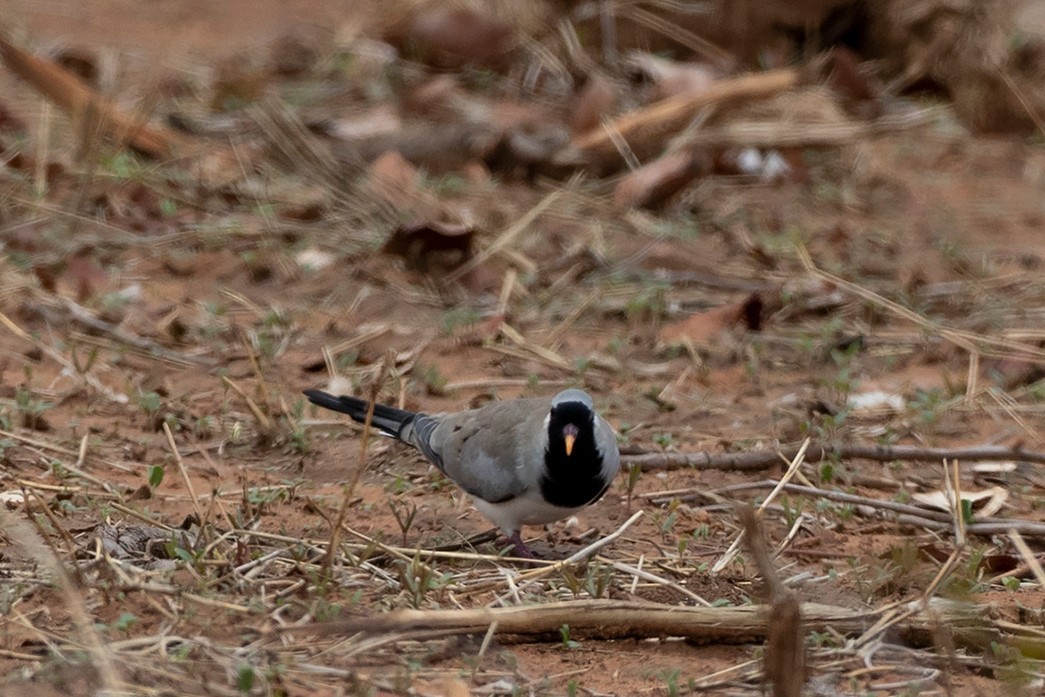Eleonora's Falcon
