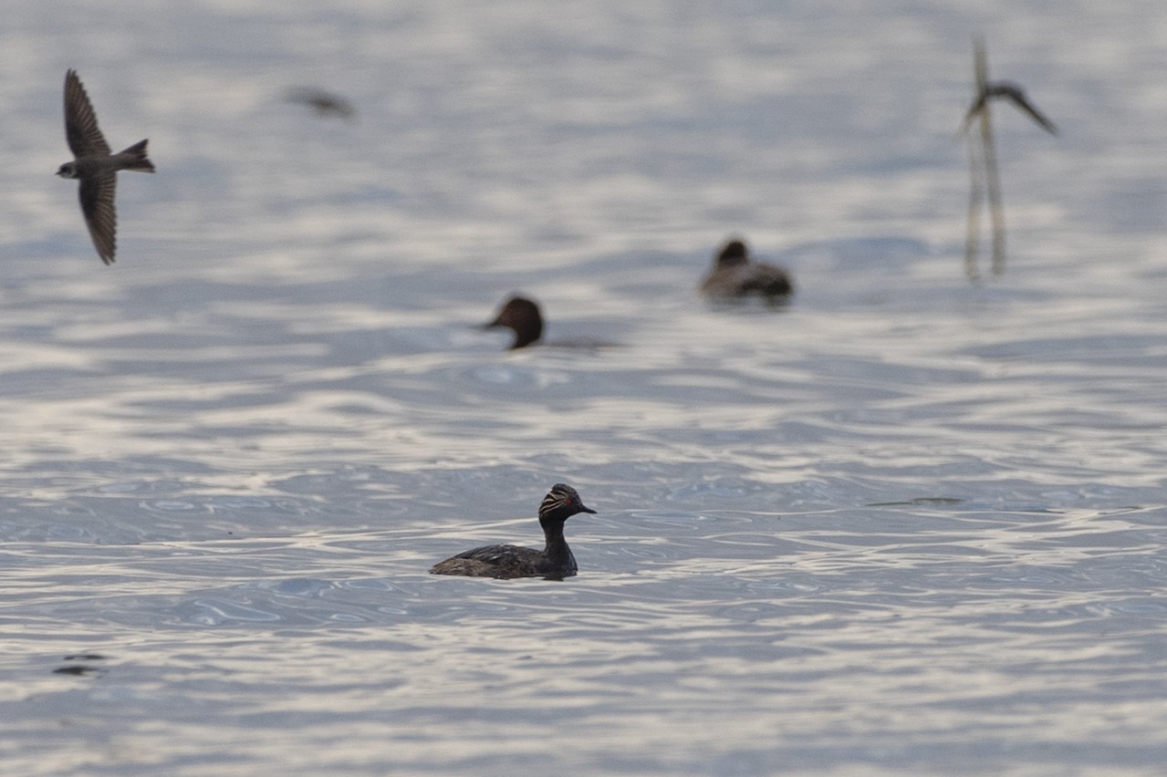 Eared Grebe — Ana fotoğraf