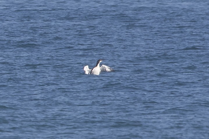 Arctic Loon