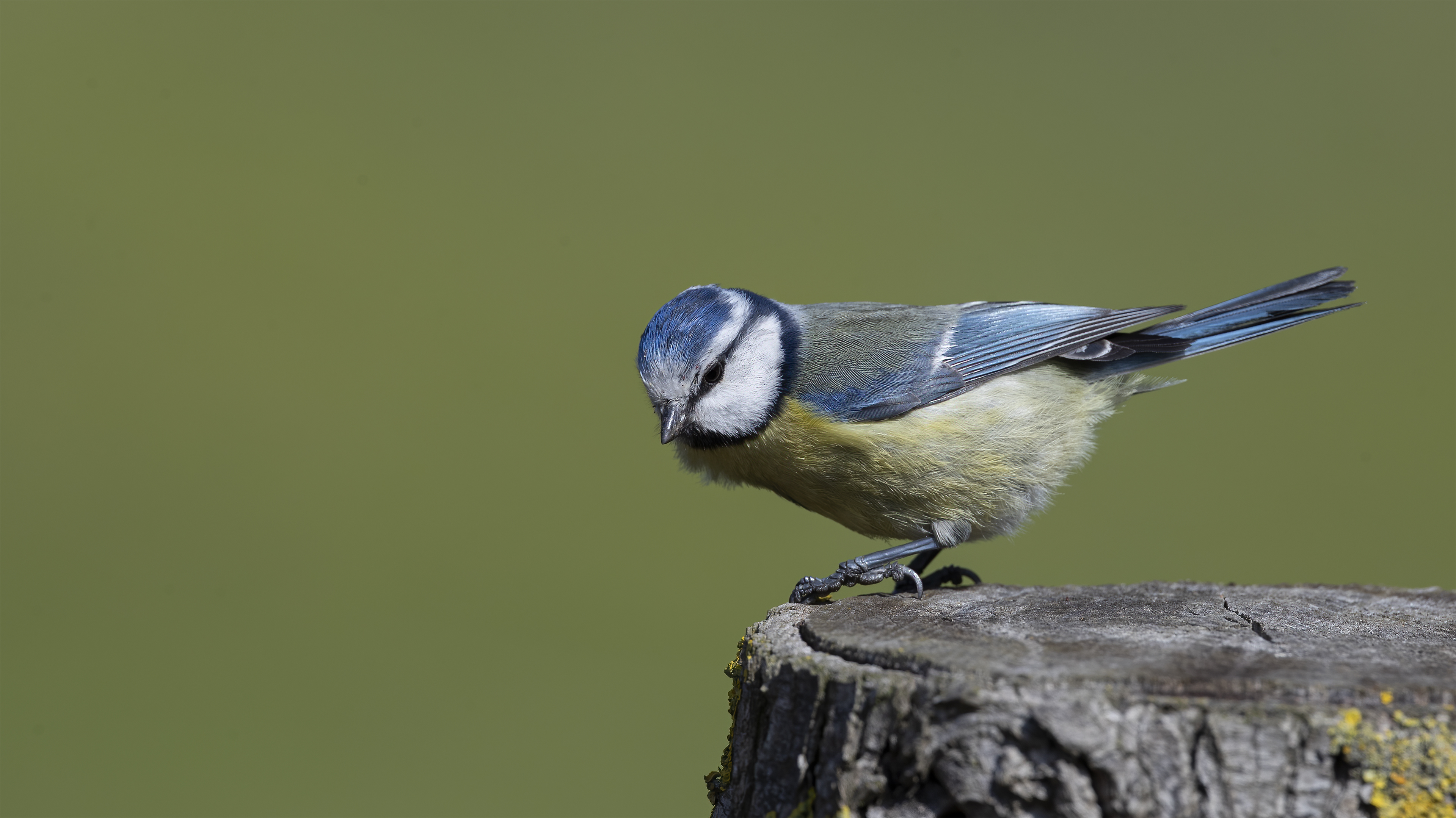 Eurasian Blue Tit