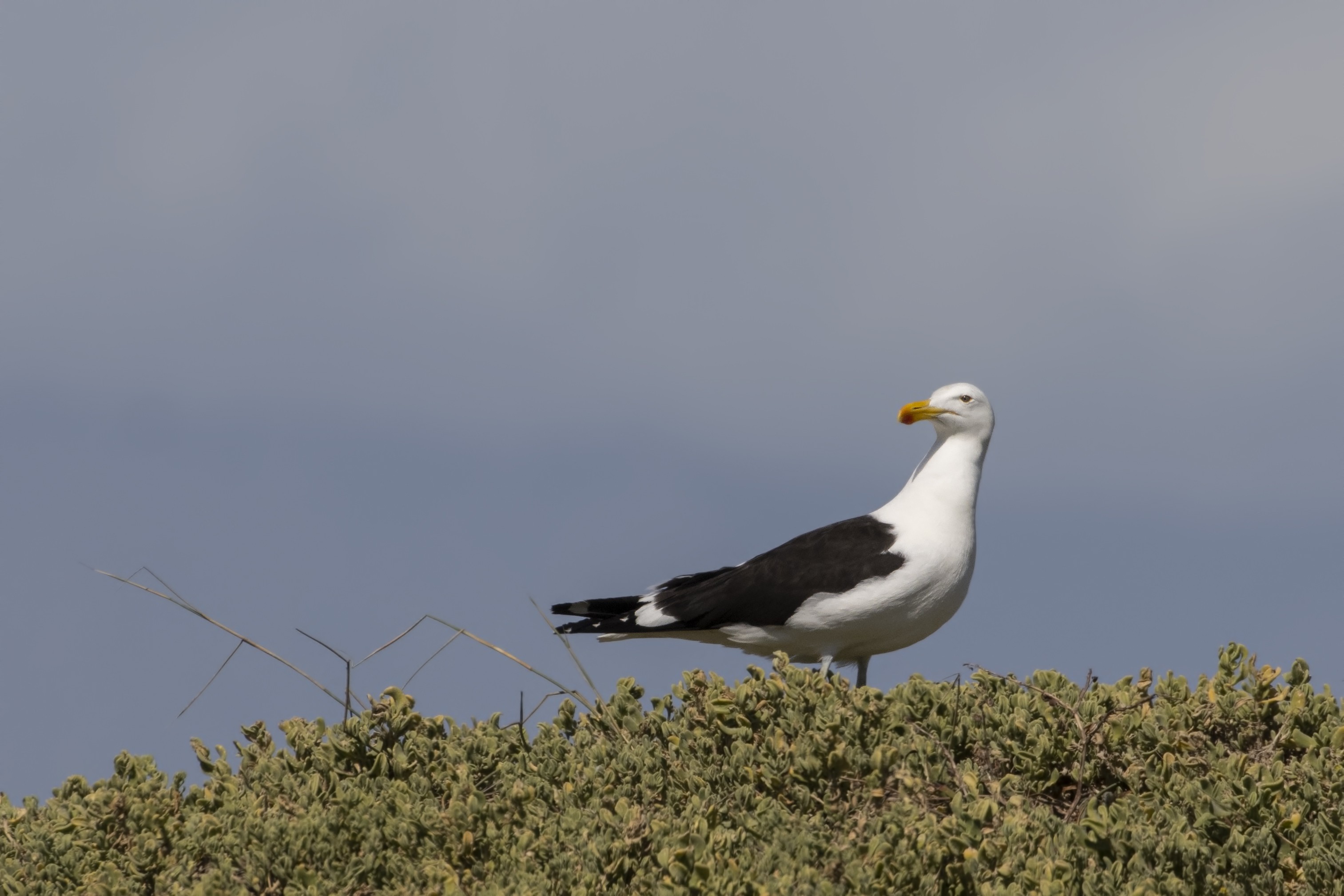 Kelp Gull