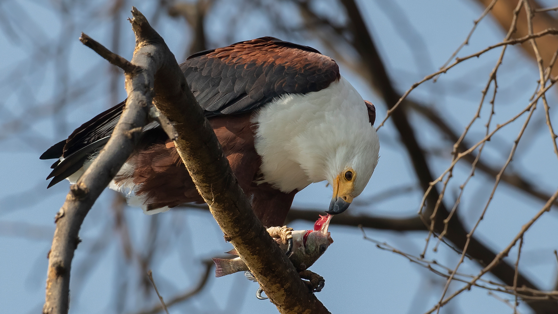 African Fish-Eagle — Ana fotoğraf
