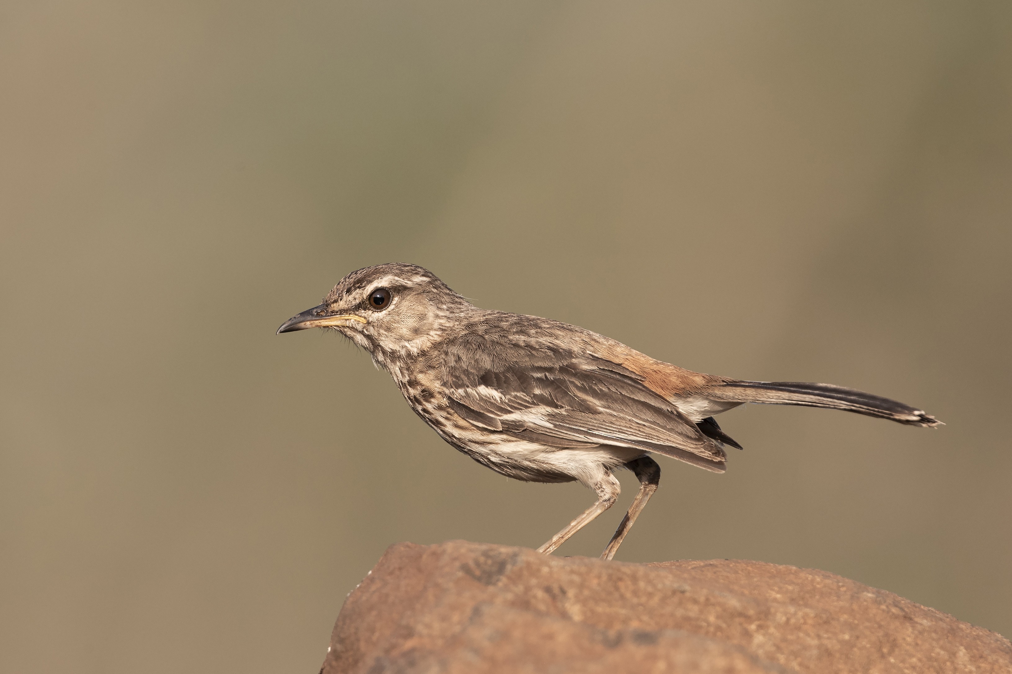 Kimberley Pipit — Ana fotoğraf