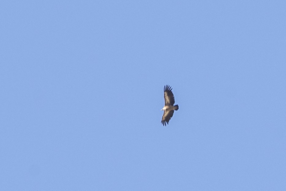 Eurasian Griffon