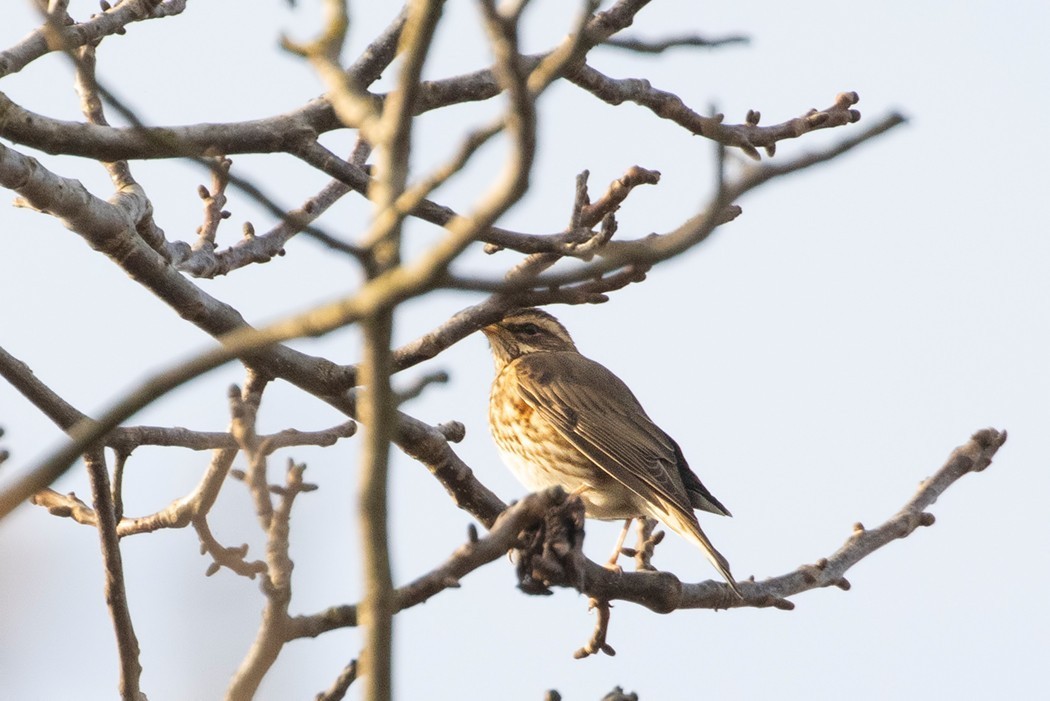 Redwing