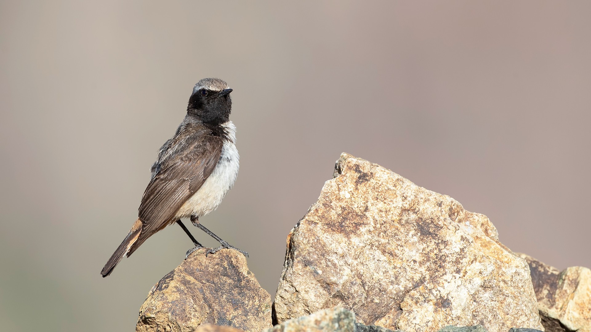Kurdish Wheatear