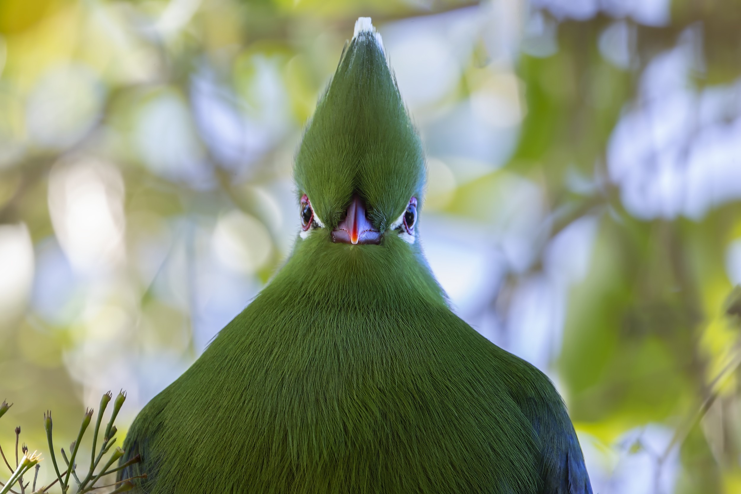 Knysna Turaco — Ana fotoğraf