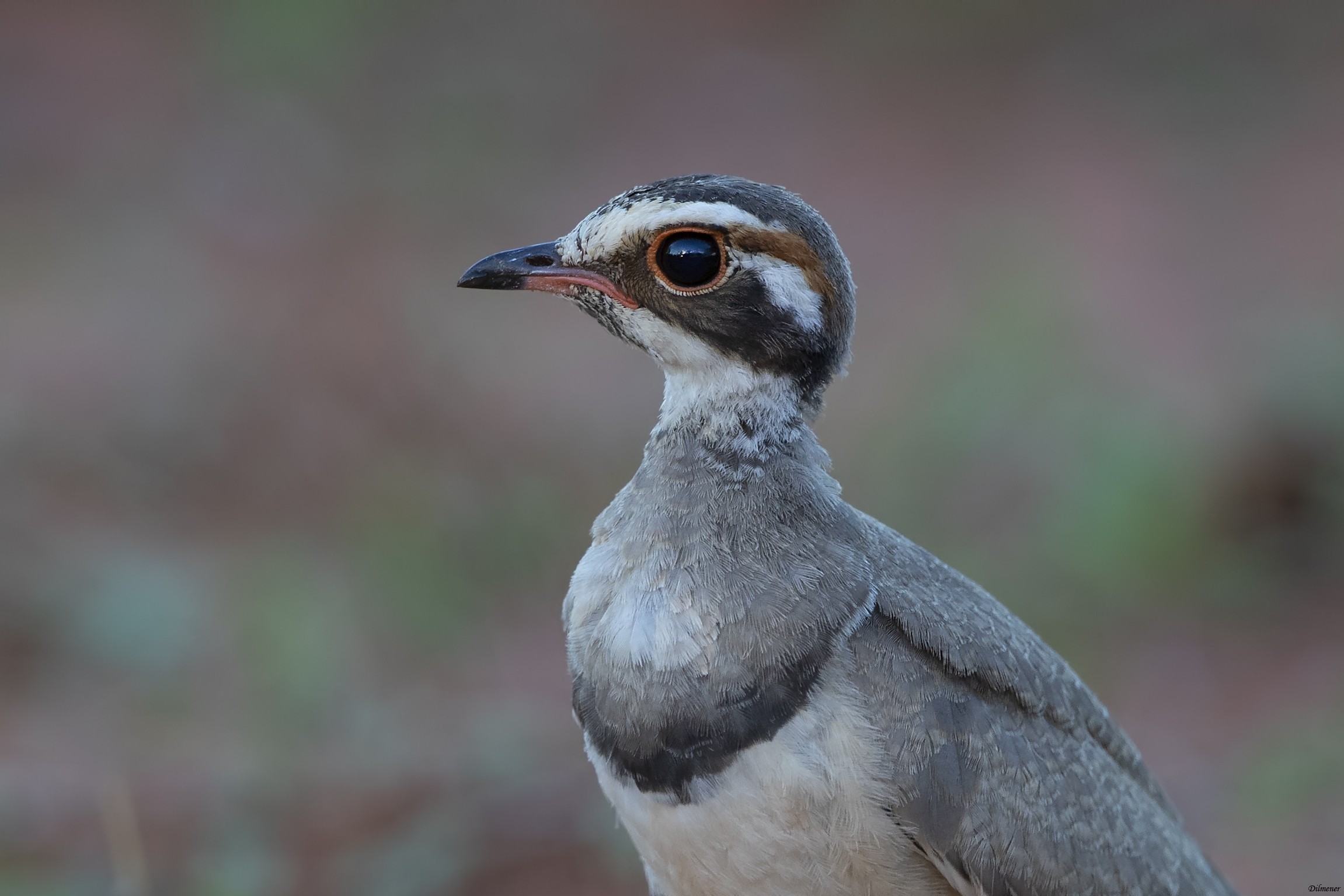 Bronze-winged Courser
