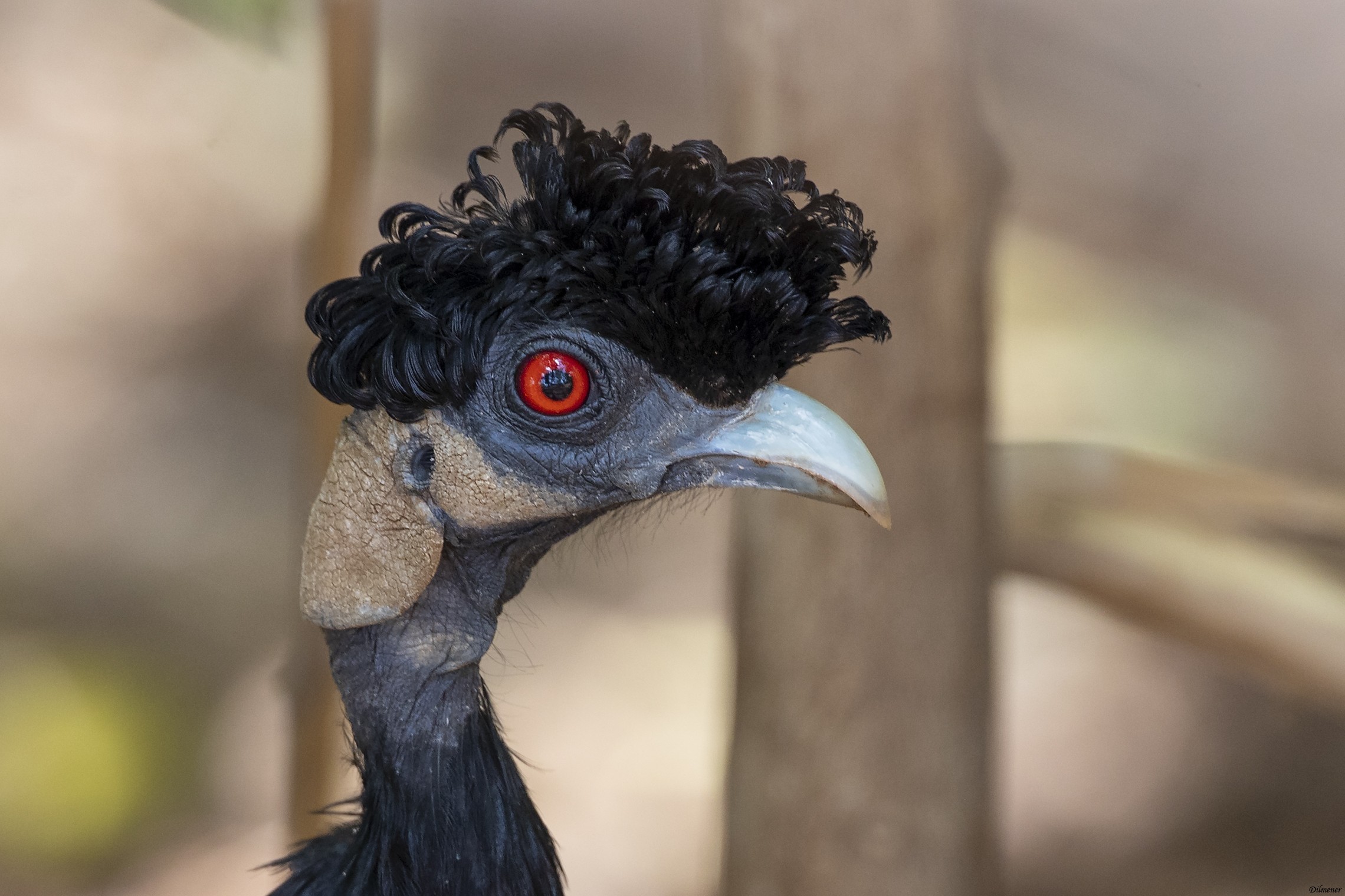 Southern Crested Guineafowl