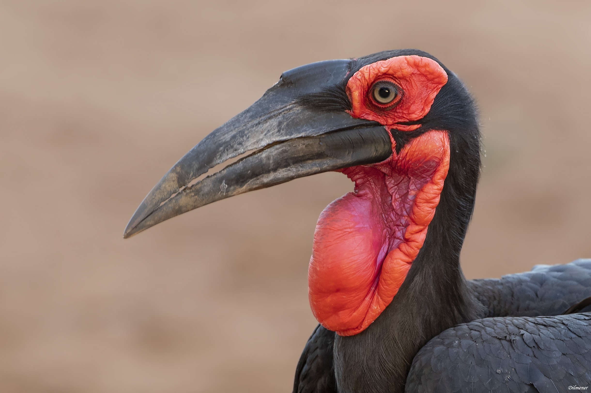 Southern Ground-Hornbill — Ana fotoğraf