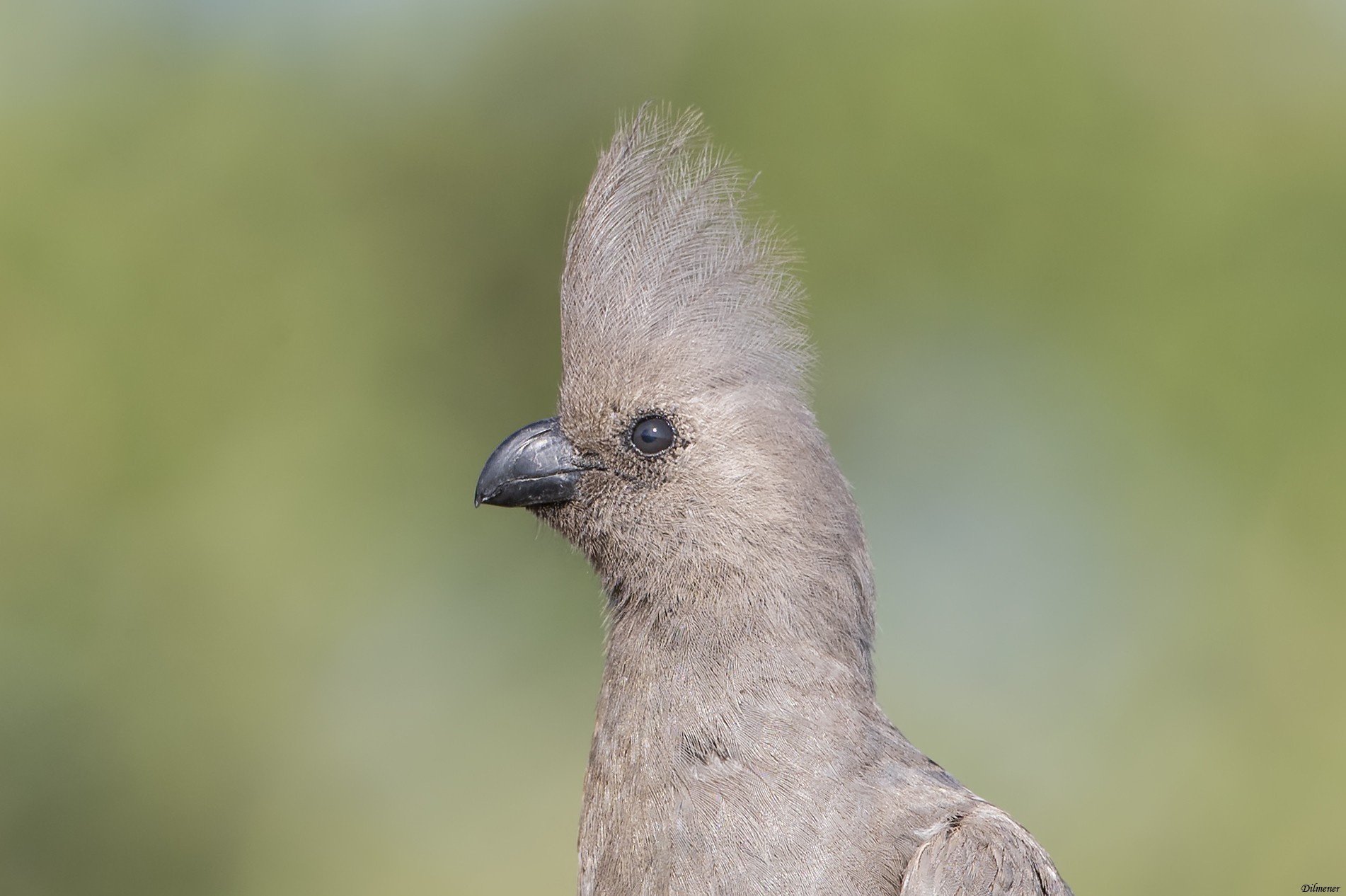 Grey Go-away-bird — Ana fotoğraf