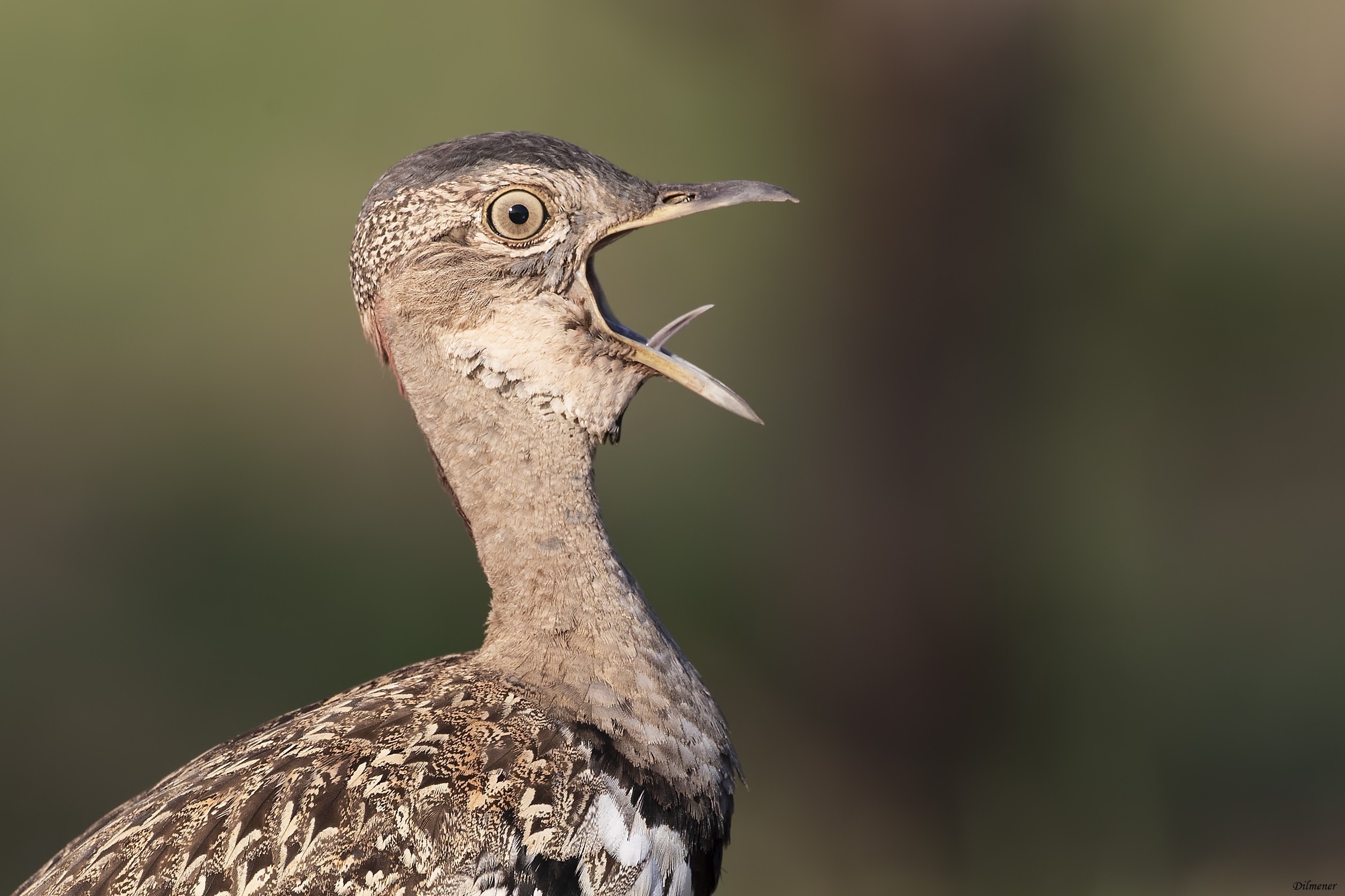 Red-crested Bustard