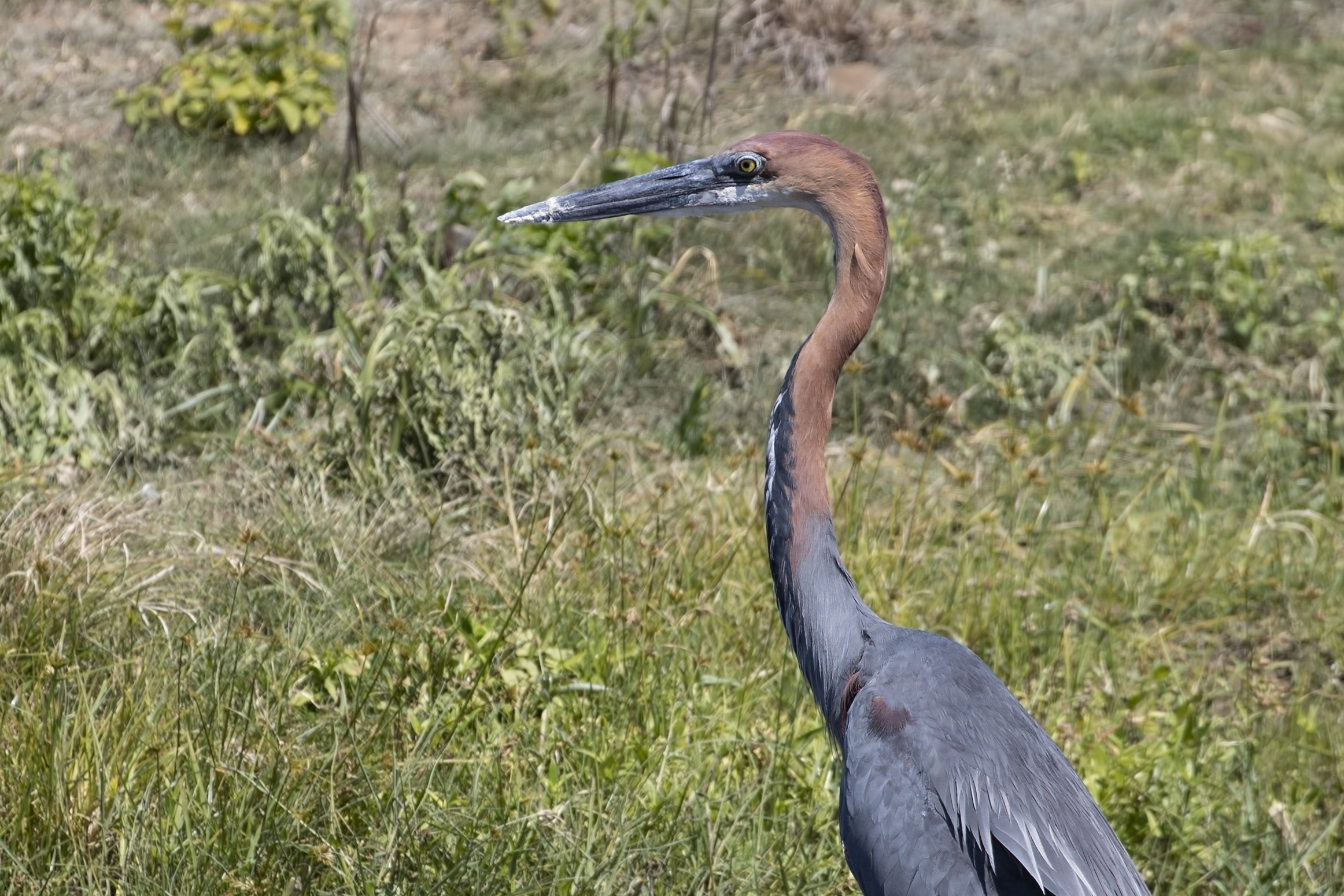 African Darter — Ana fotoğraf