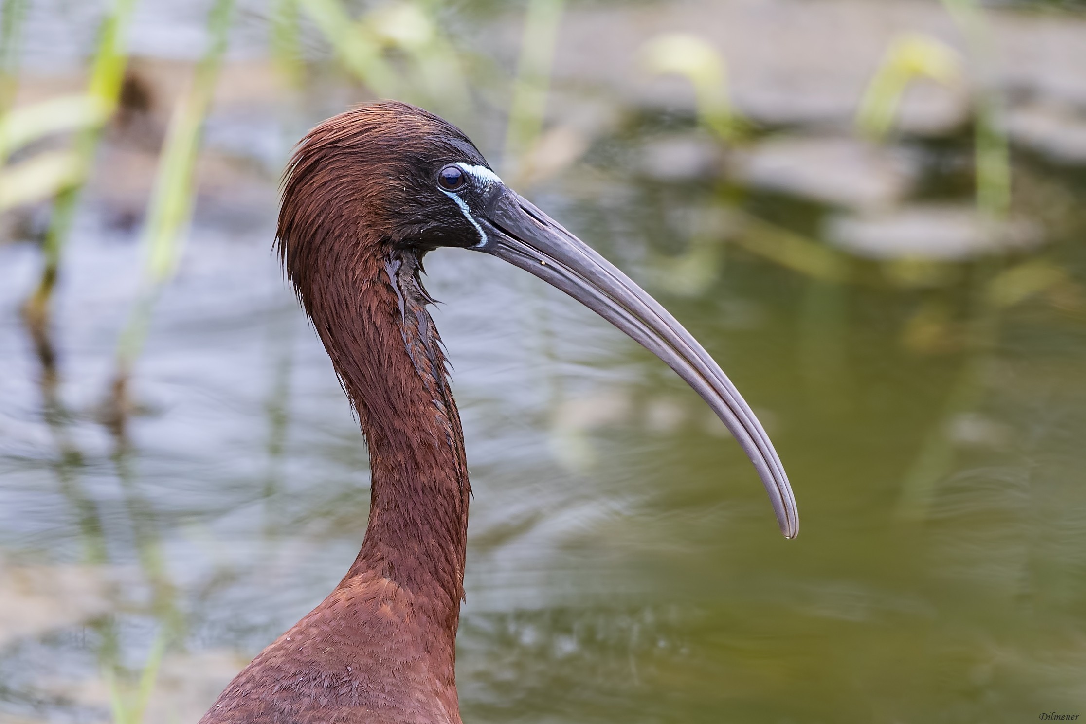 Glossy Ibis