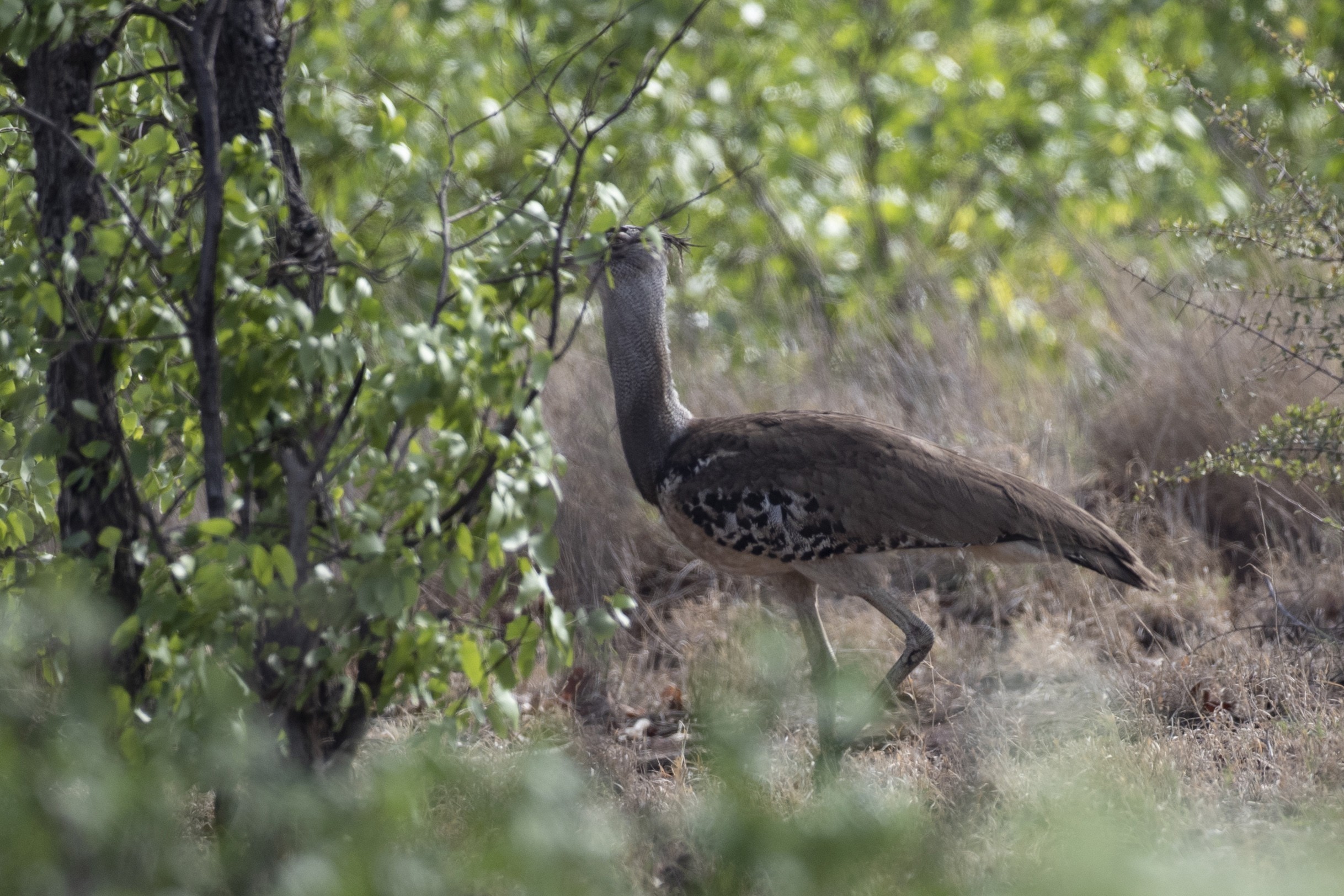 Kori Bustard — Ana fotoğraf