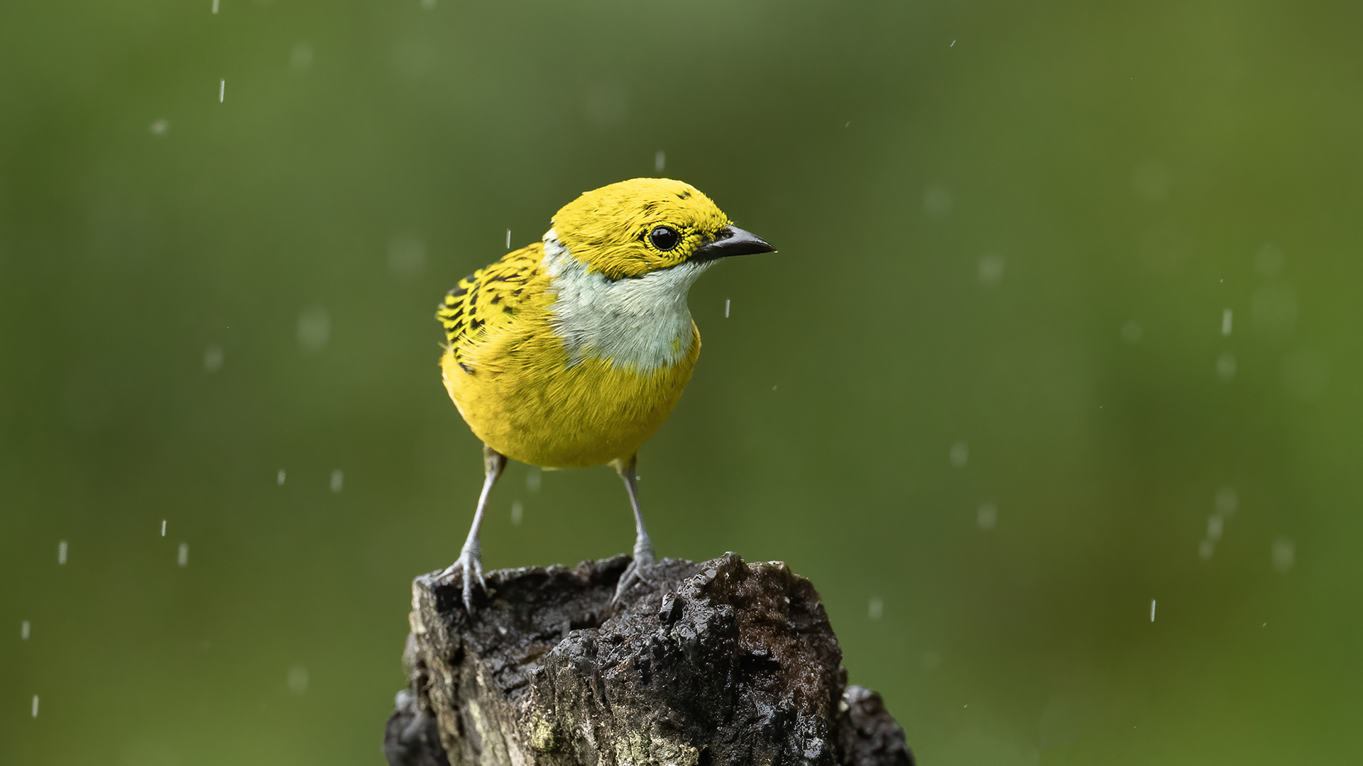 Silver-throated Tanager