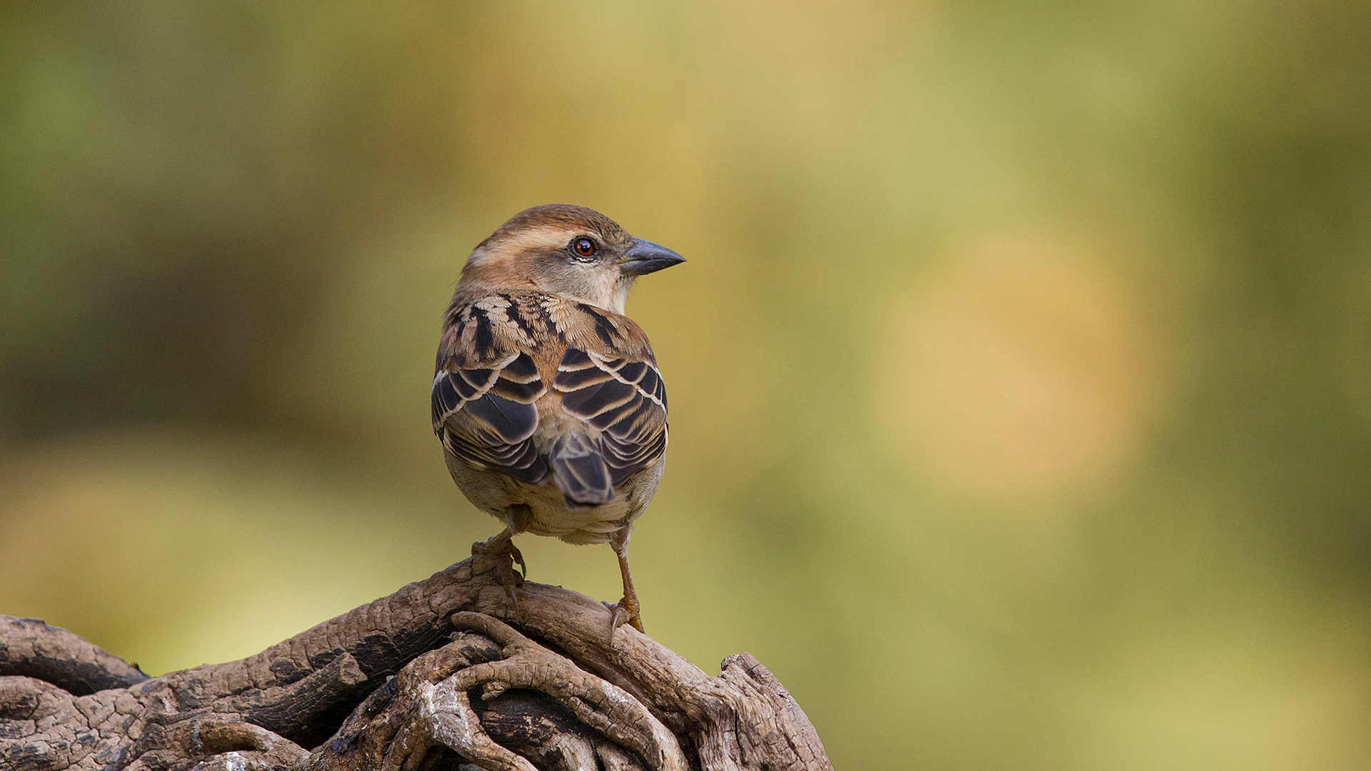 Abbott's Babbler — Ana fotoğraf