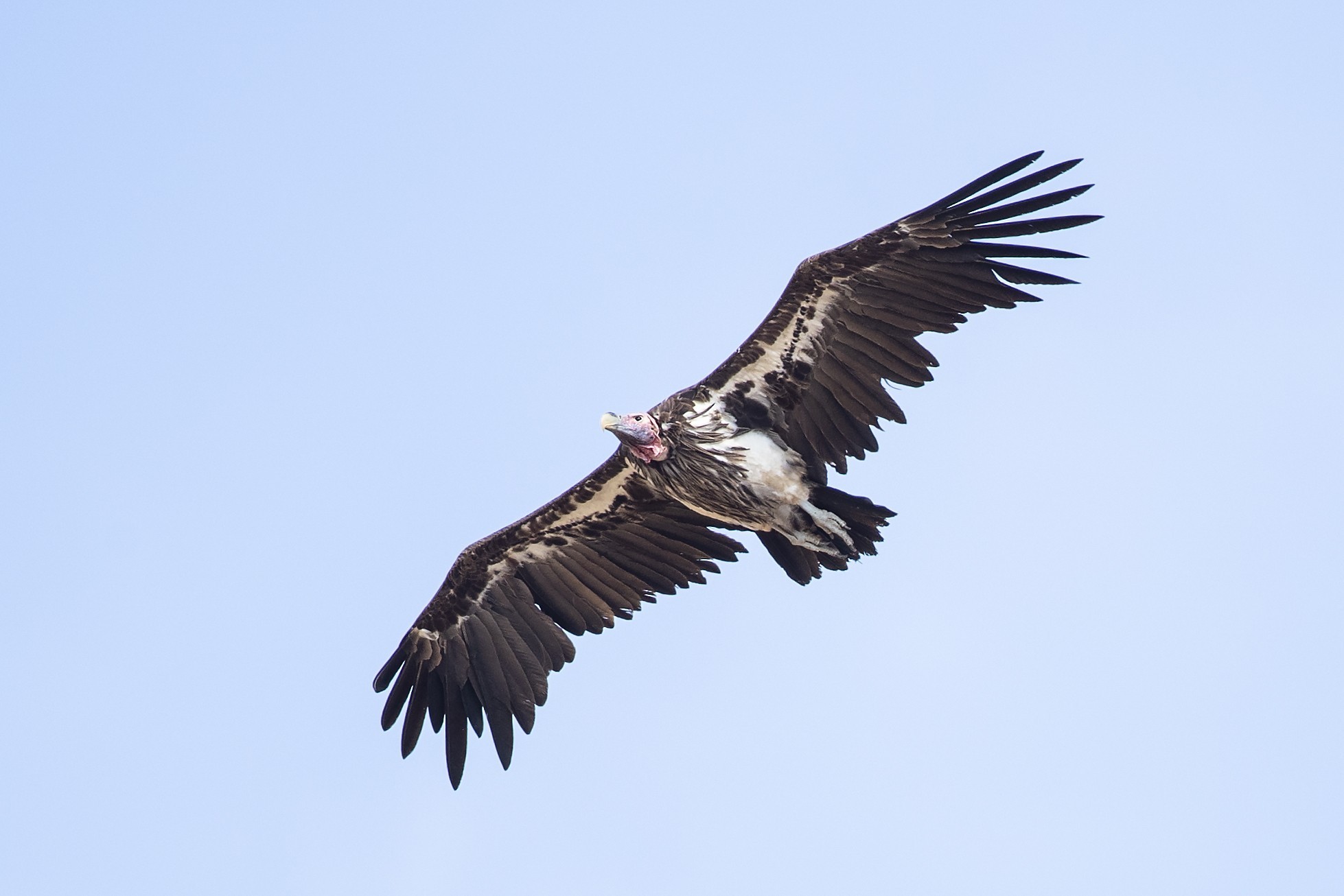Lappet-faced Vulture