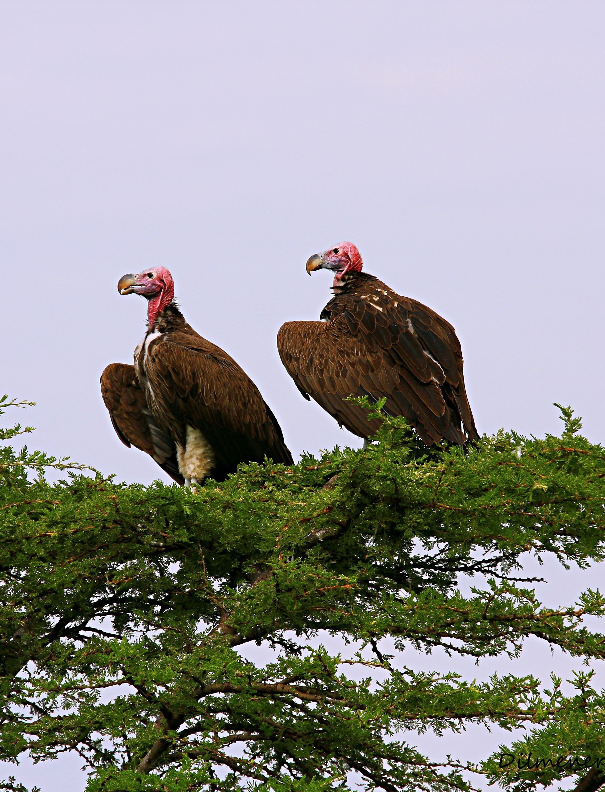 Lappet-faced Vulture