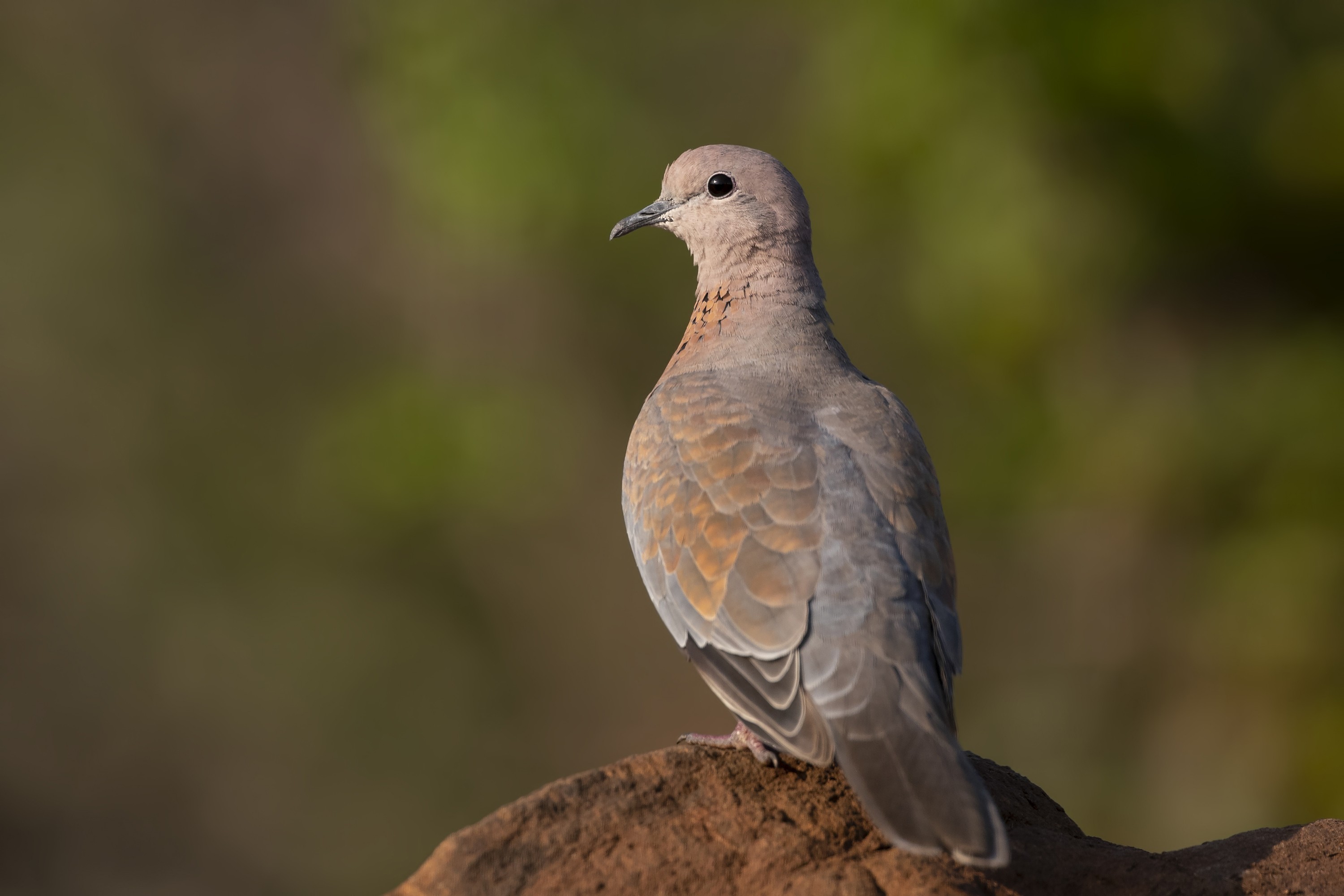 Laughing Dove