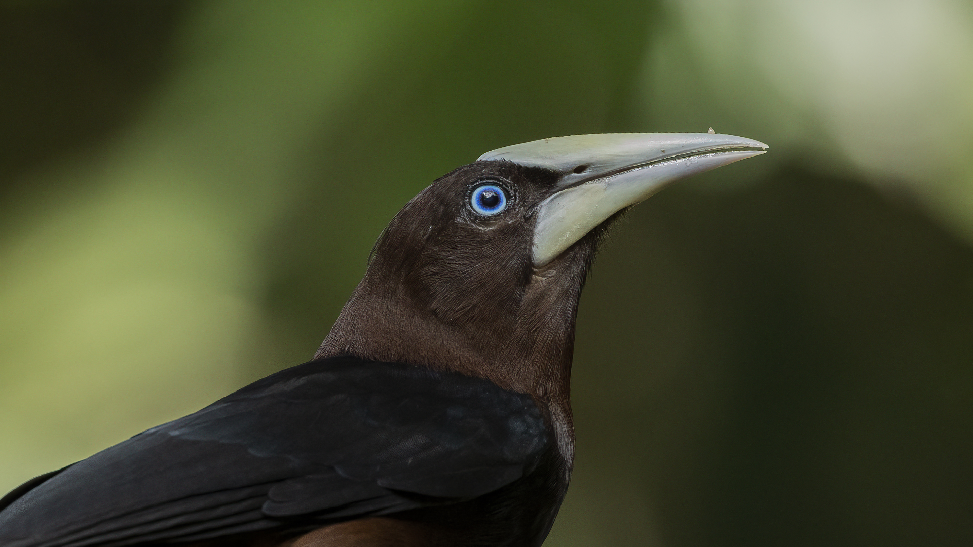 Crested Oropendola