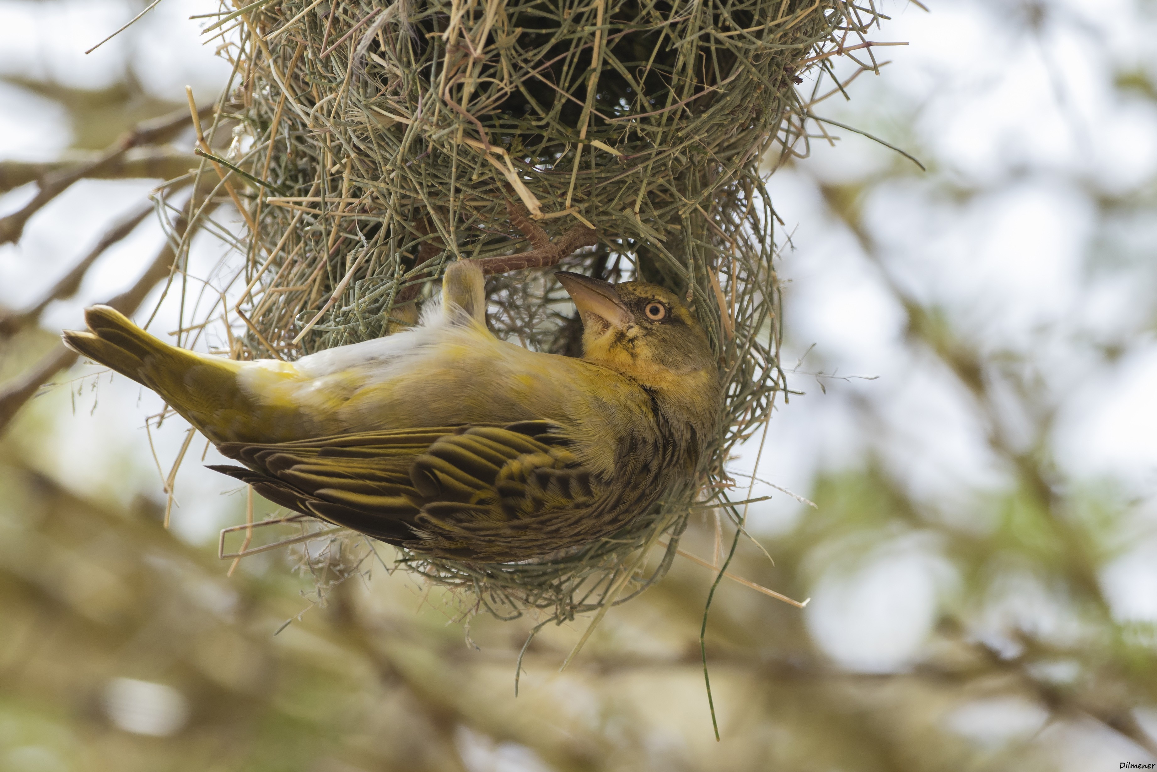 Lesser Masked Weaver