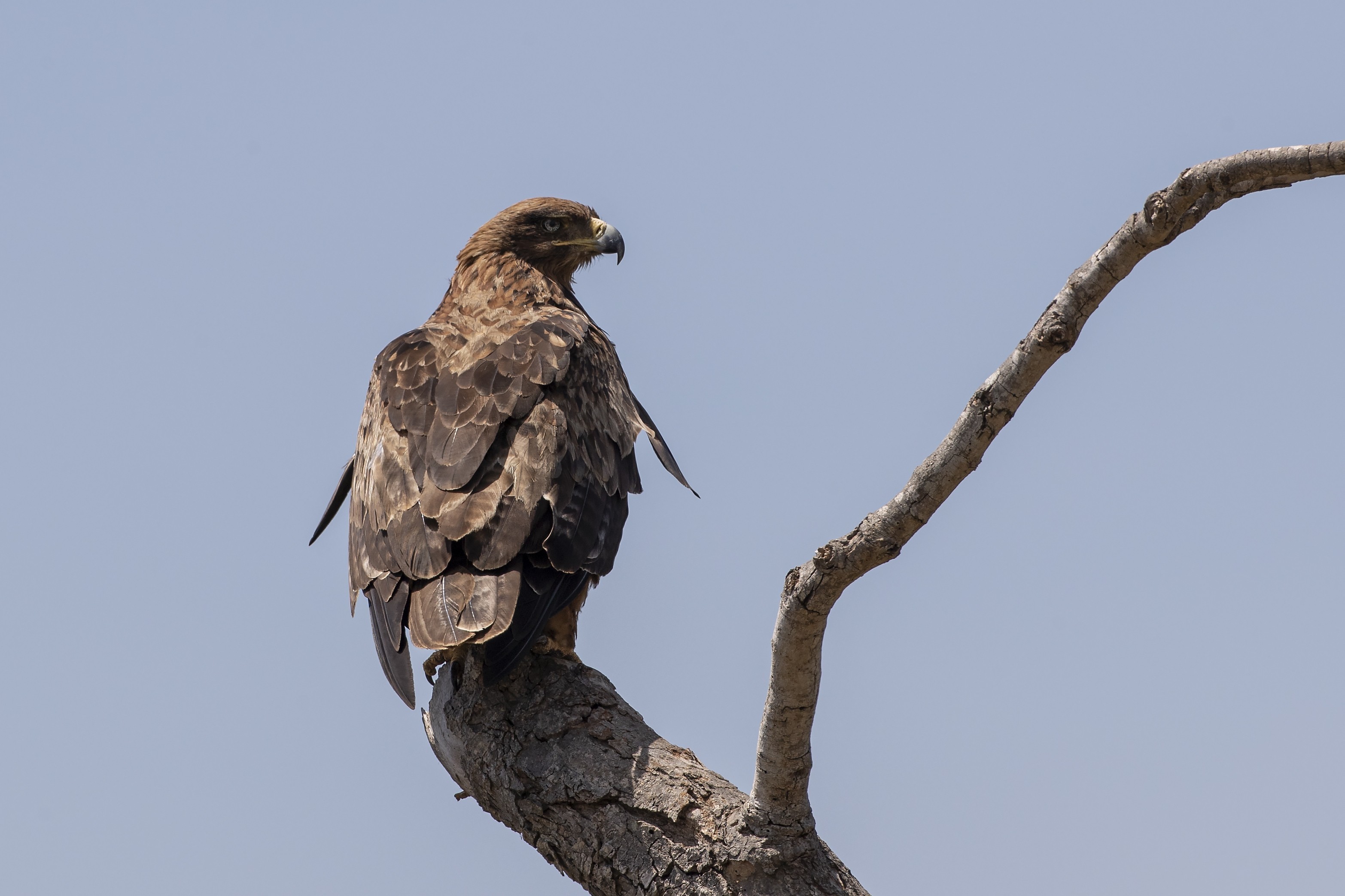Lesser Spotted Eagle