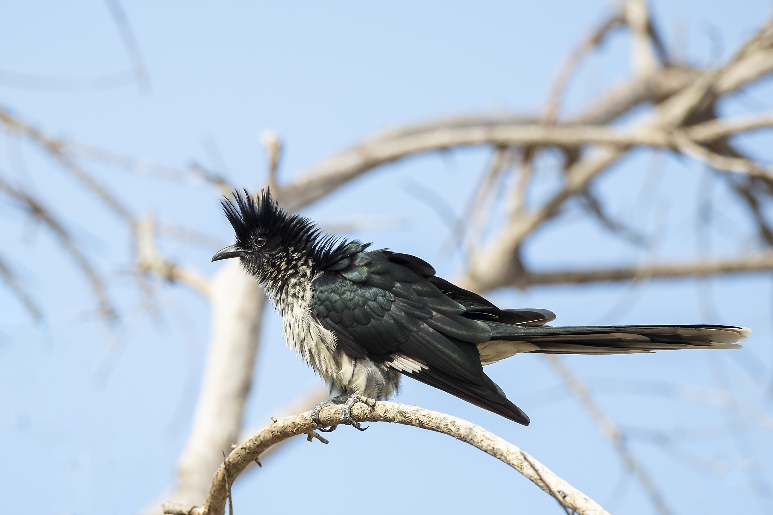 Levaillant's Cuckoo — Ana fotoğraf