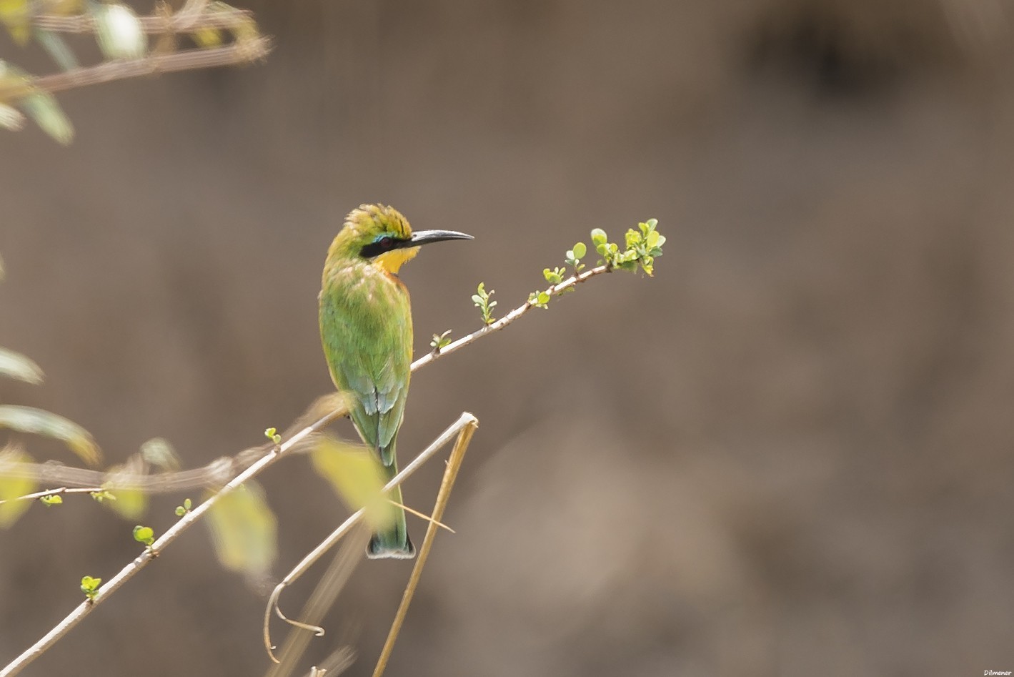 Little Bee-eater