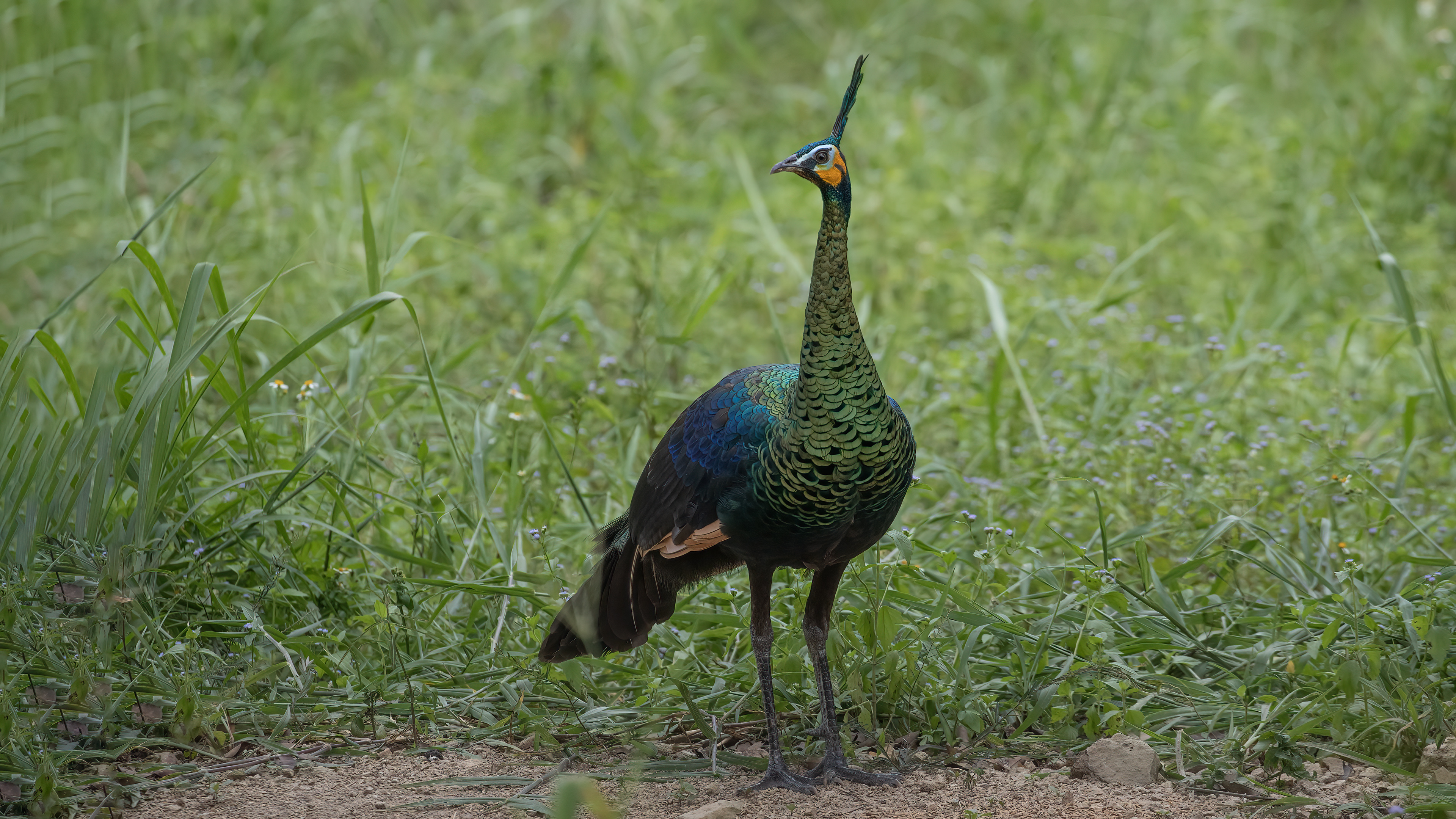Green Peafowl