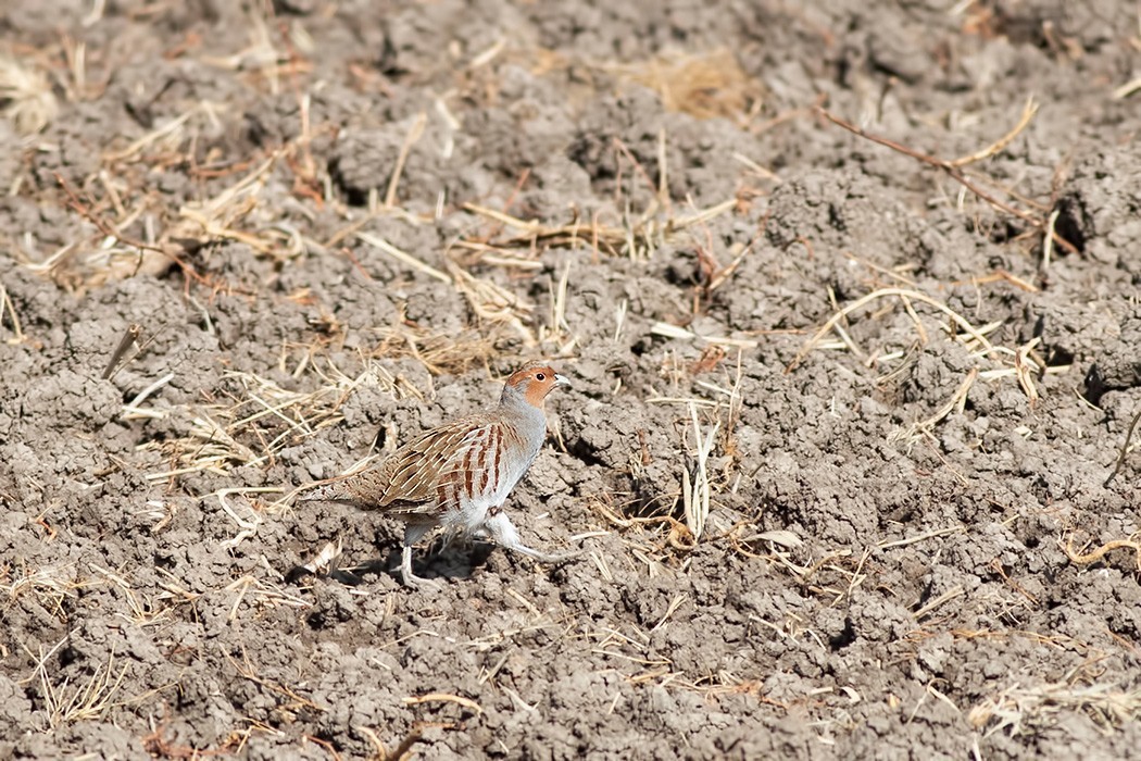 Gray Partridge