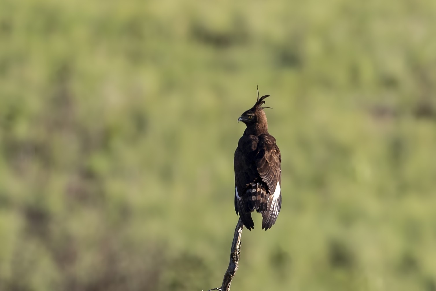 Long-crested Eagle