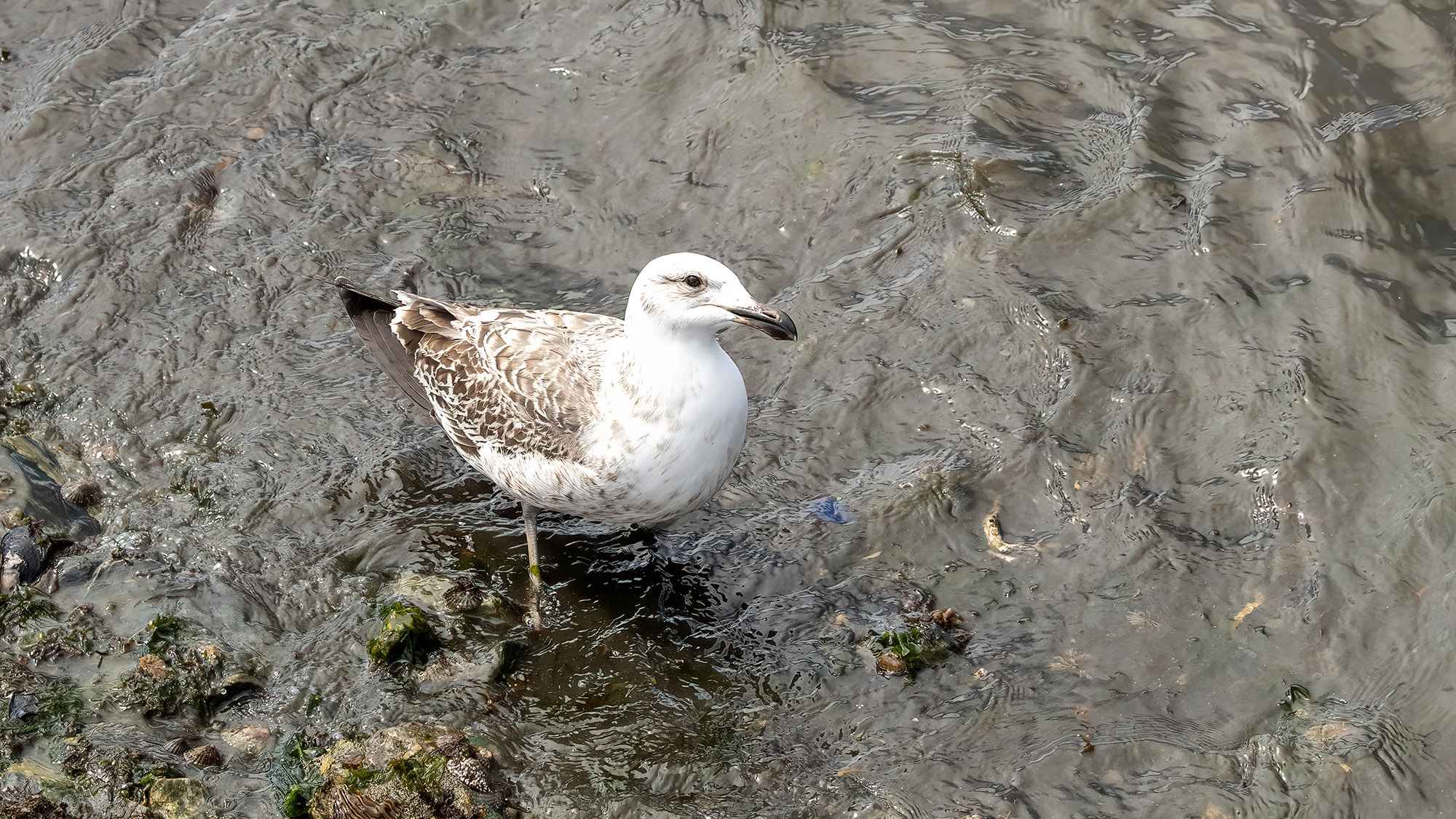 Sanderling