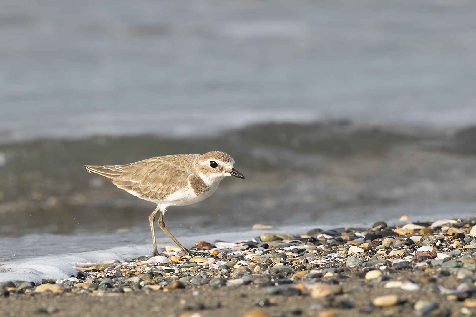 Lesser Sand-Plover