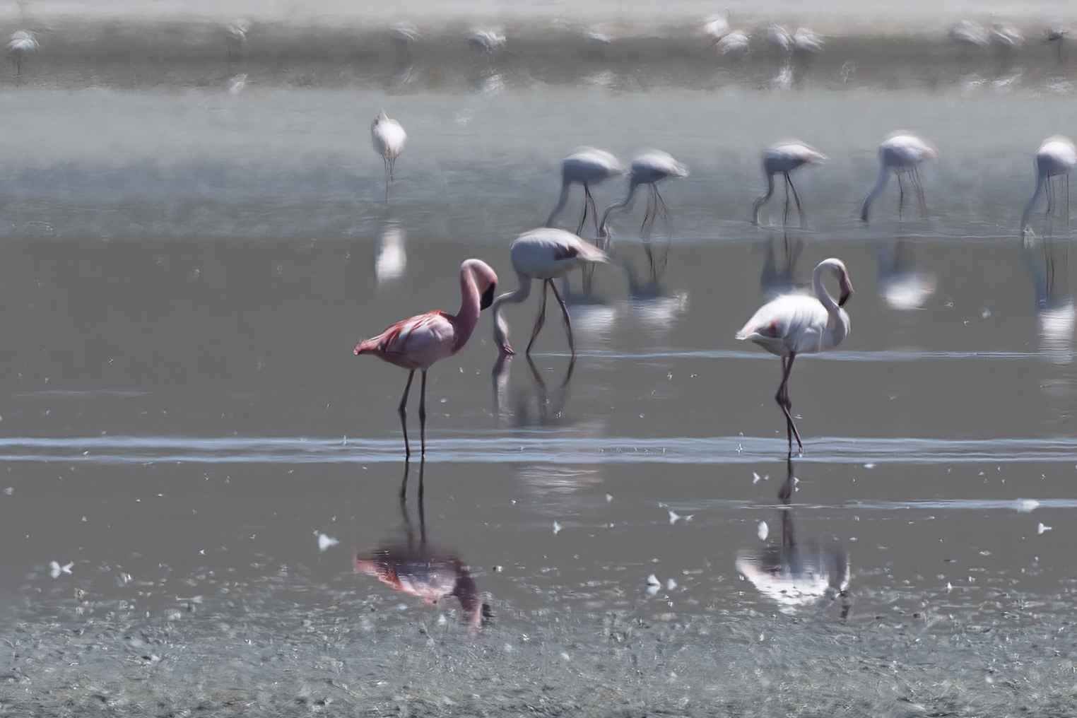 Lesser Flamingo