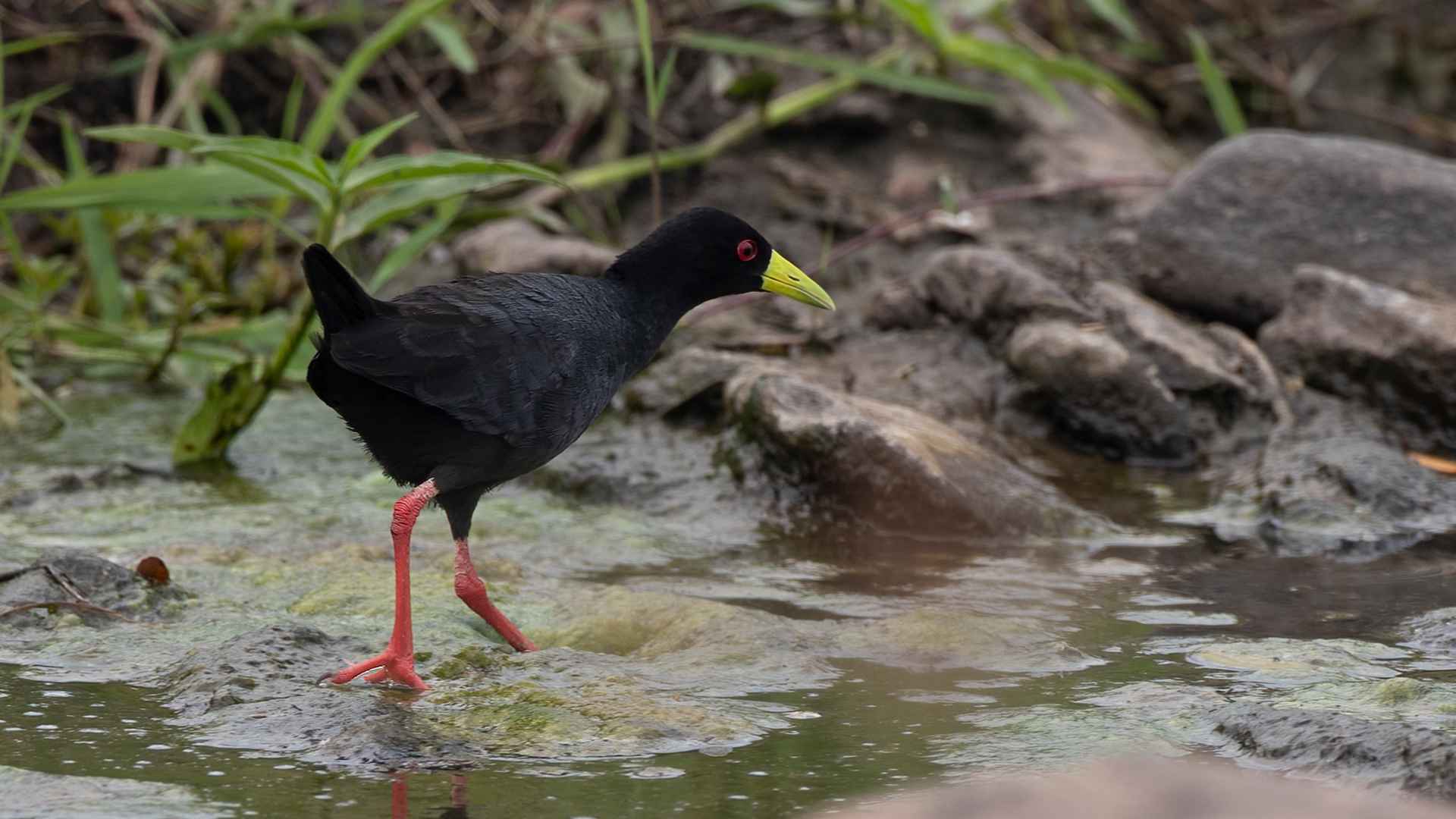 Black Crake