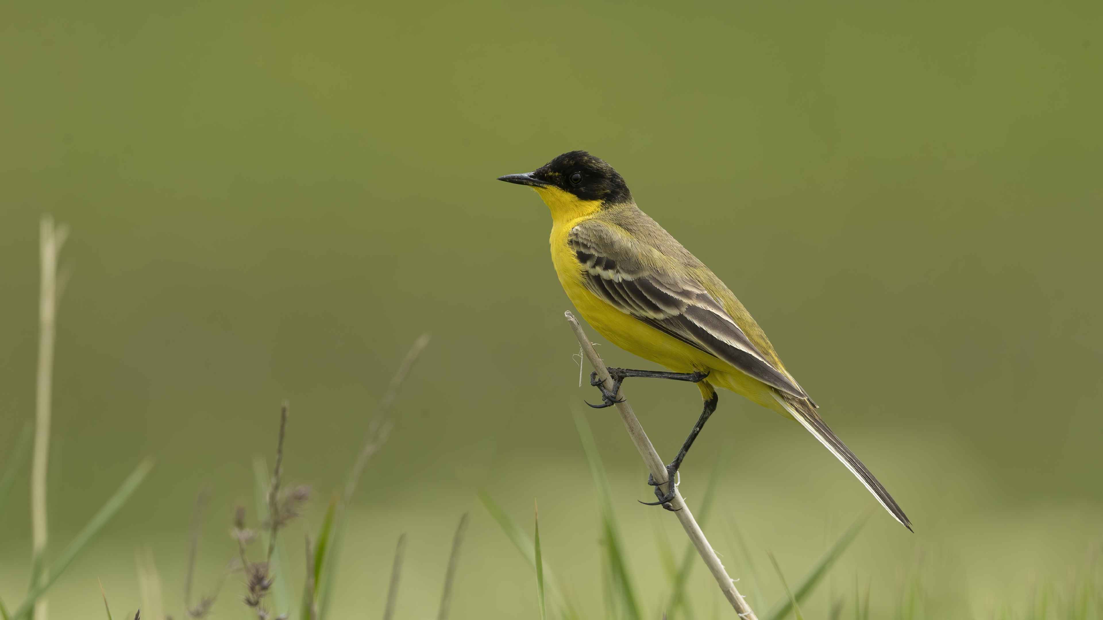Western Yellow Wagtail