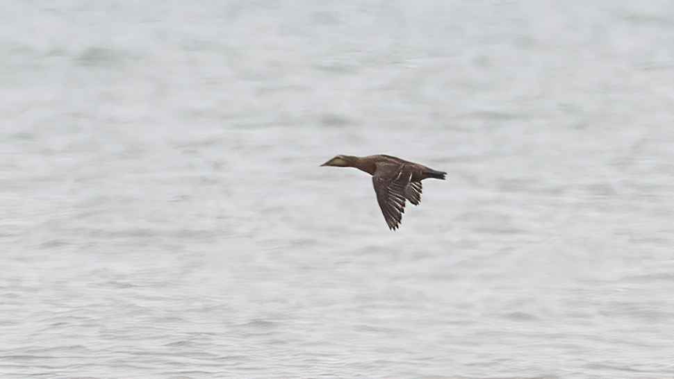 Common Eider