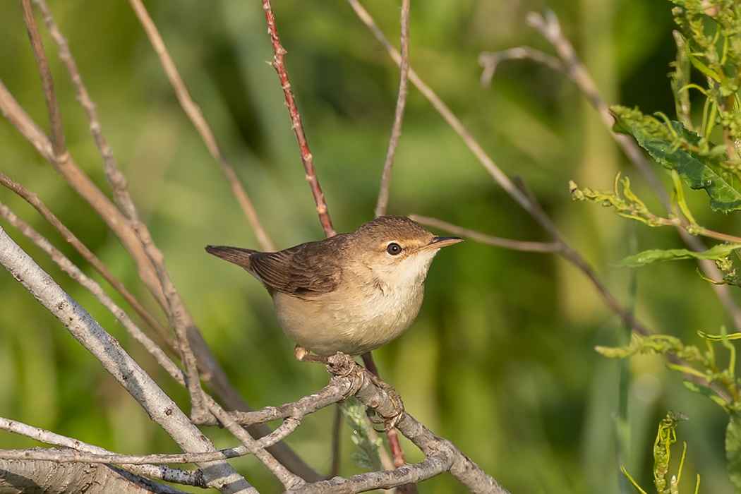 Marsh Warbler