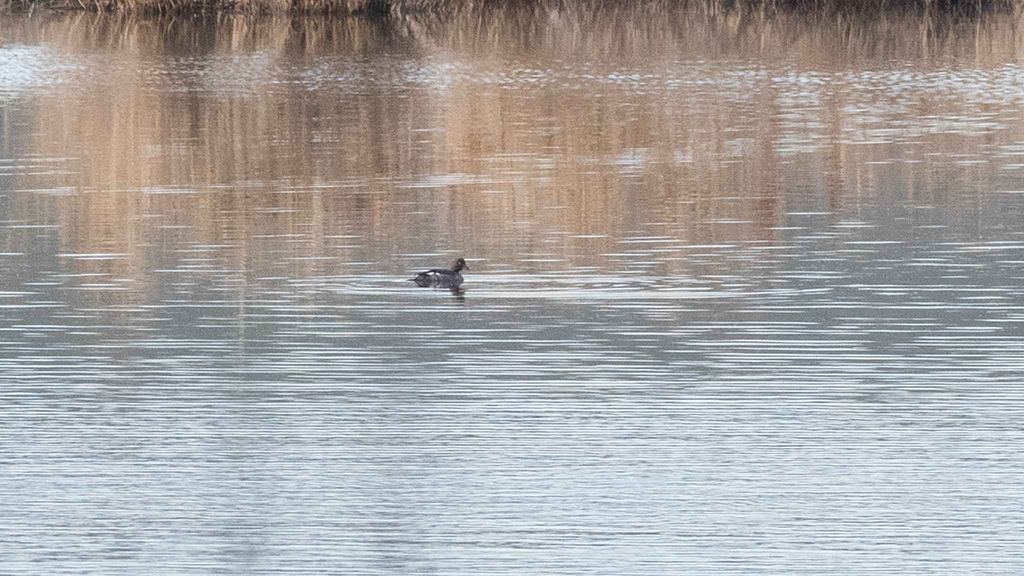 Common Goldeneye