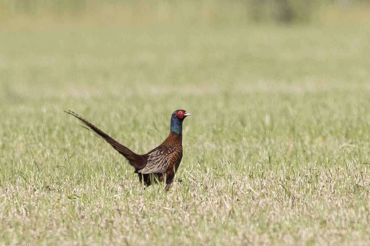 Ring-necked Pheasant