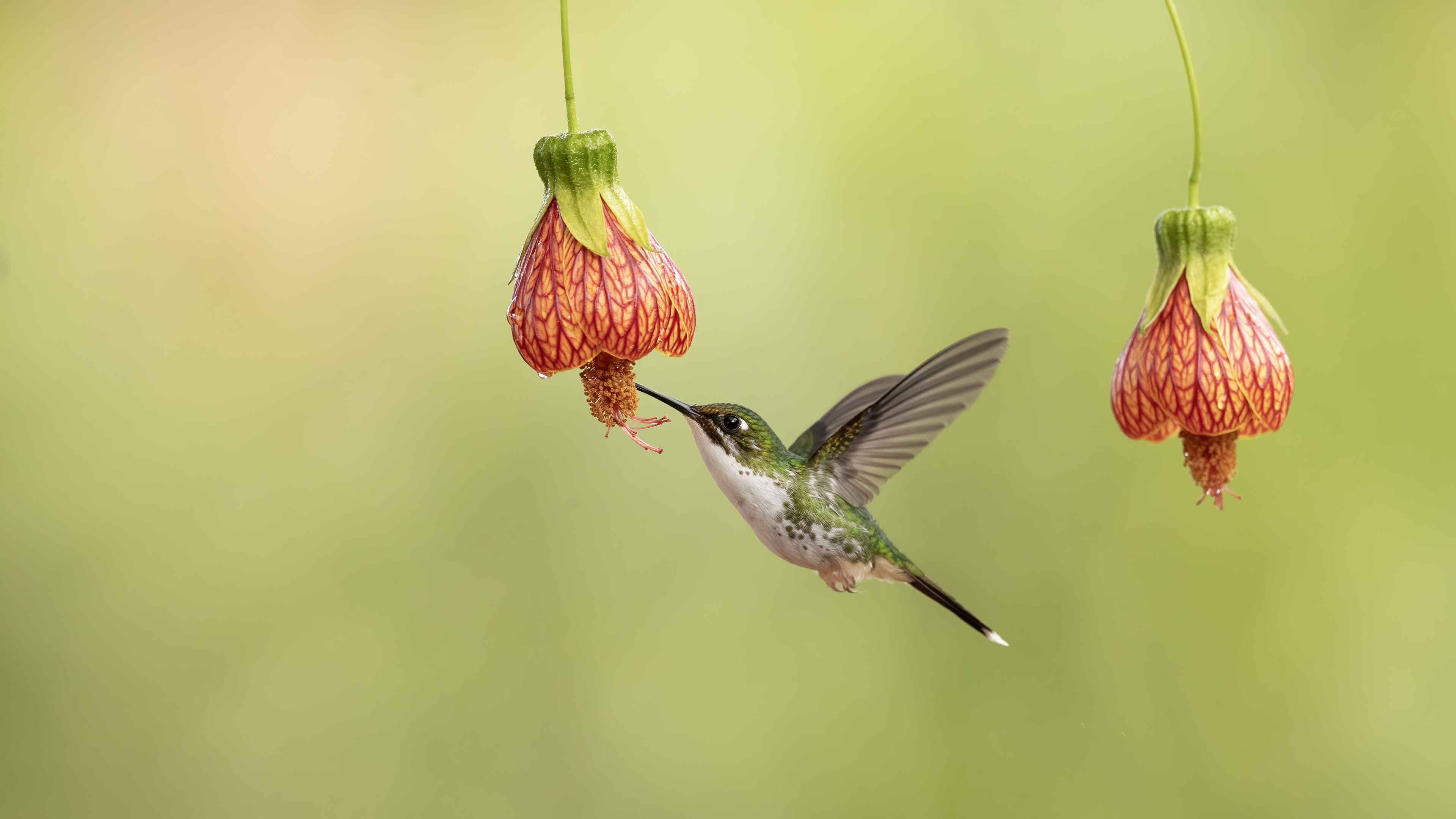 Acadian Flycatcher