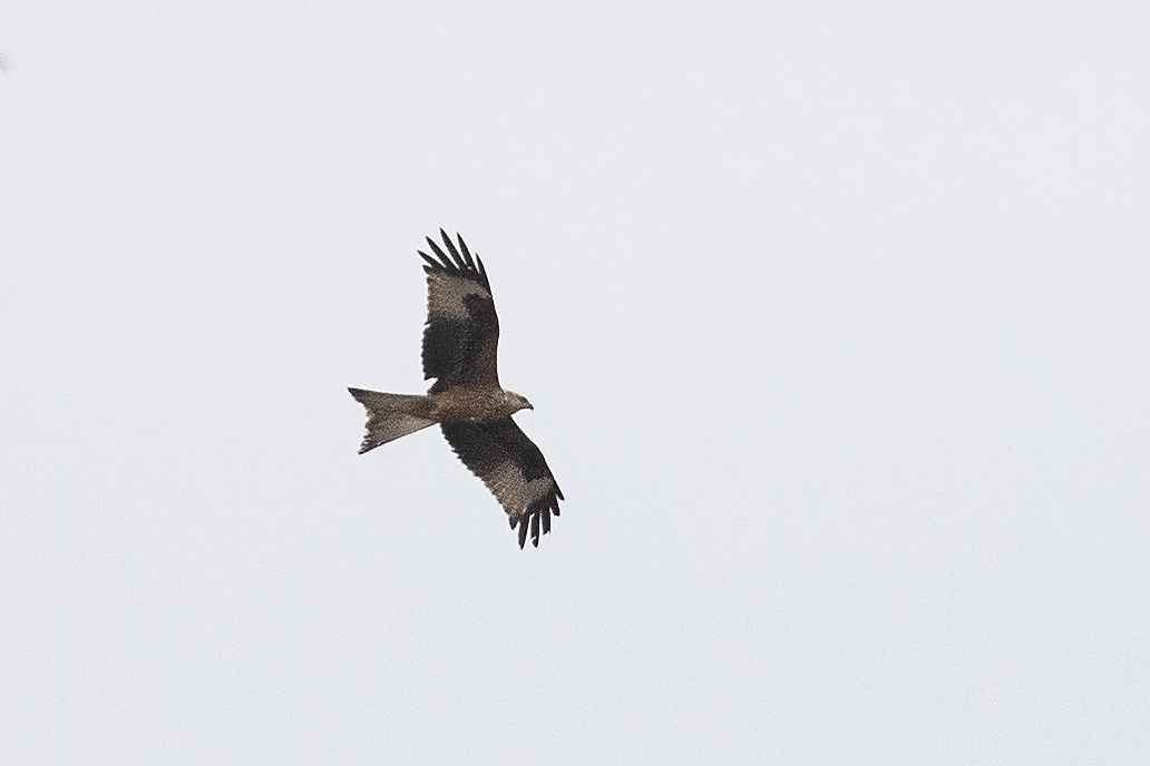 Red Kite