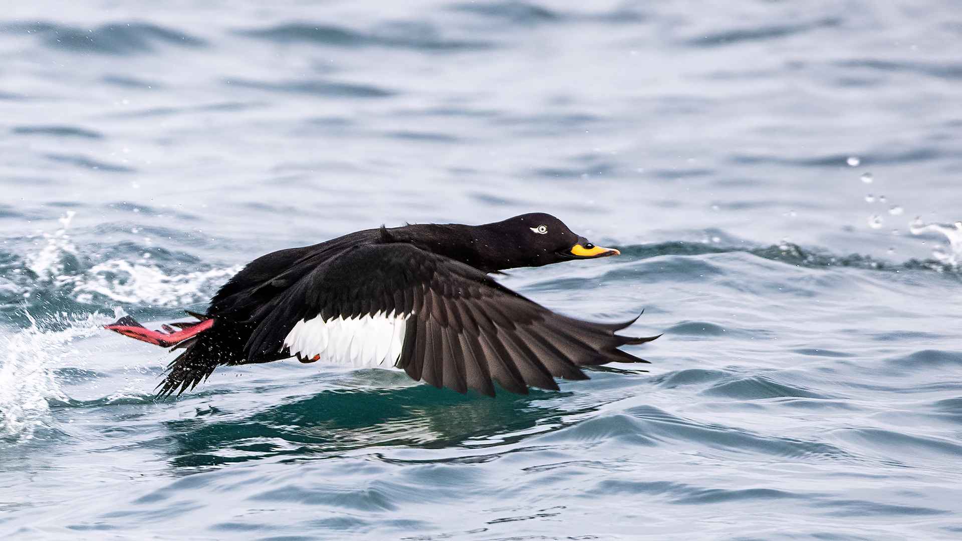 Velvet Scoter